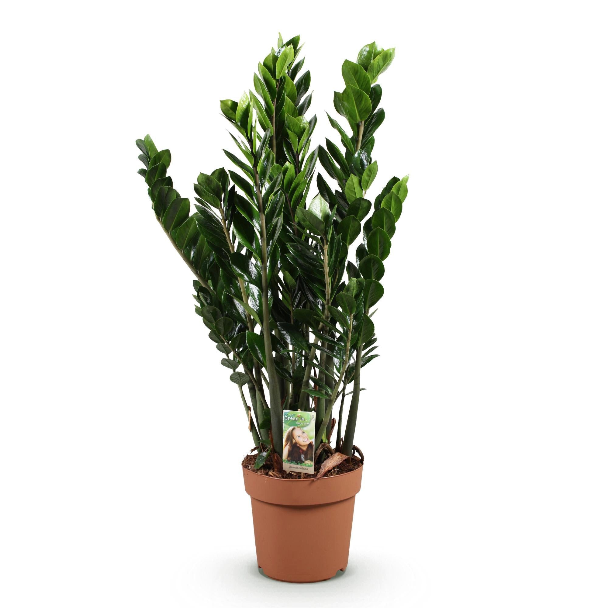 Florora Zimmerpflanze Zamioculcas – 90 cm