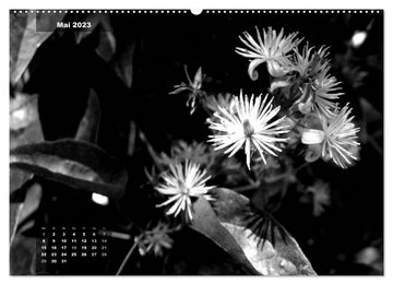 CALVENDO Wandkalender Florale Kontraste in Schwarz-Weiß (Premium, hochwertiger DIN A2 Wandkalender 2023, Kunstdruck in Hochglanz)