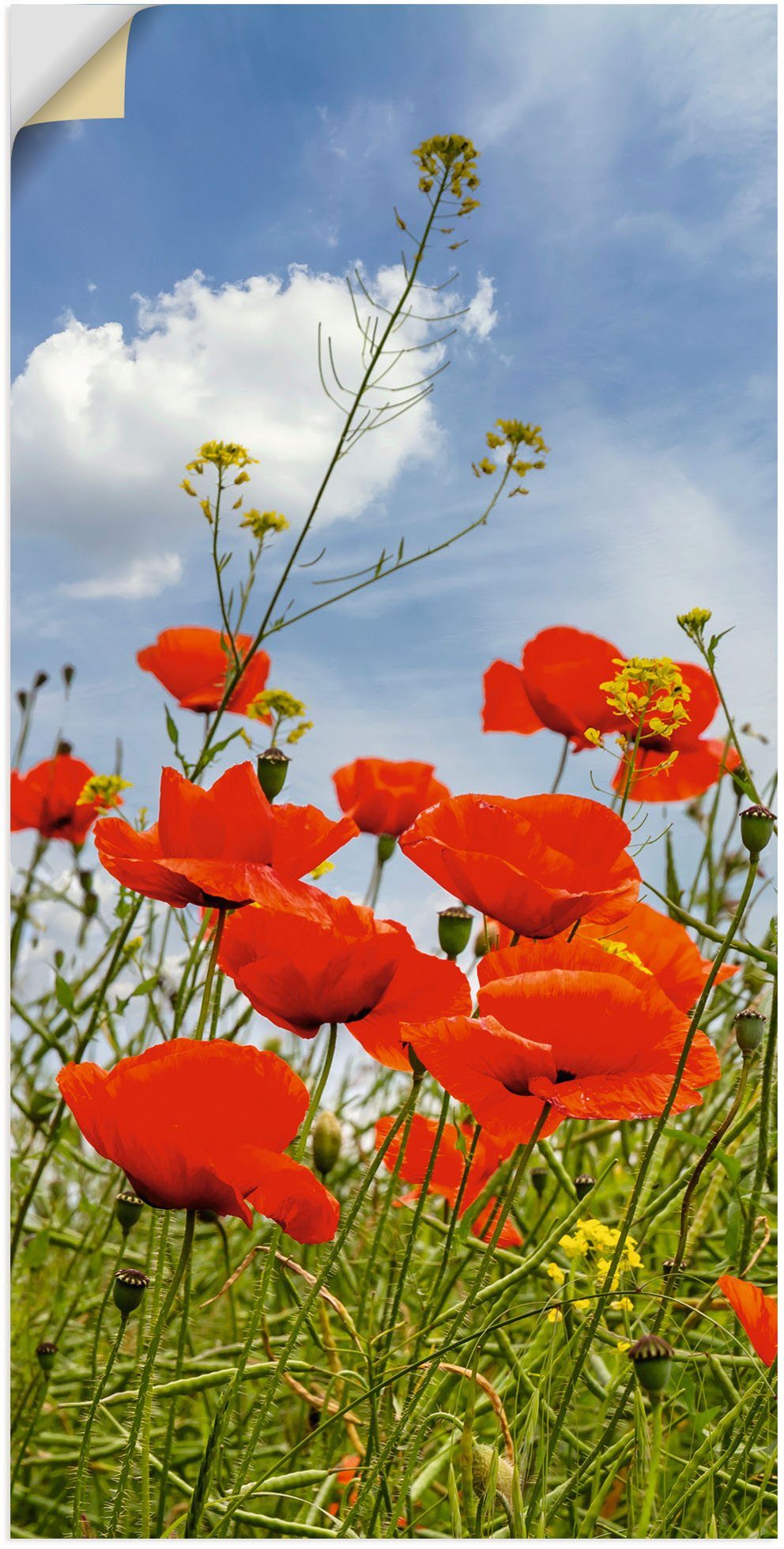 Wandbild Größen oder Wandaufkleber im in Mohnblumen Panorama, Alubild, Artland Poster St), (1 versch. Leinwandbild, als Blumenbilder