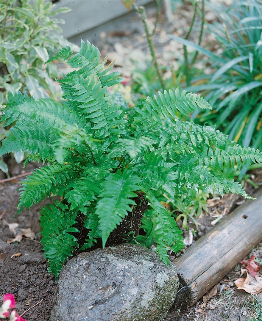 Pflanzen für Dich Gräser Dryopteris atrata, 1 St., Schwarzschuppiger Wurmfarn, immergrün, schattenverträglich