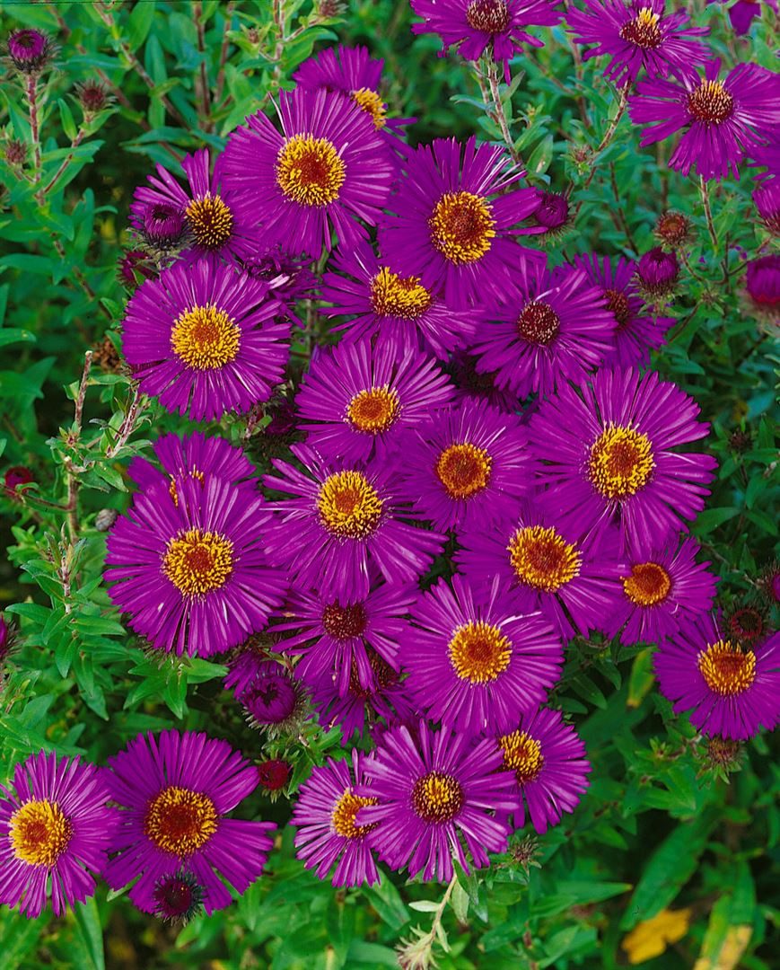 Pflanzen für Dich Staude Aster novae-ang. Andenken an P.Gerber, 1 St., Raublatt-Aster, Glattblatt-Aster