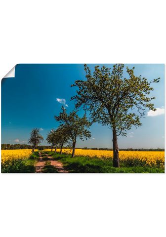  Artland Poster Rapsfeld II Felder (1 S...