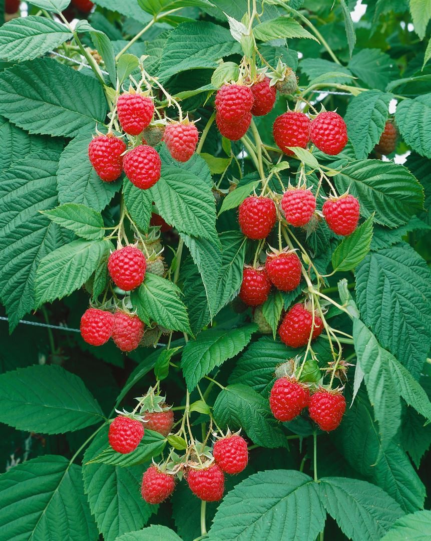 Pflanzen für Dich Obstpflanze Rubus idaeus Meeker, 1 St., Himbeere, Gartenhimbeere, großfrüchtig, ertragreich