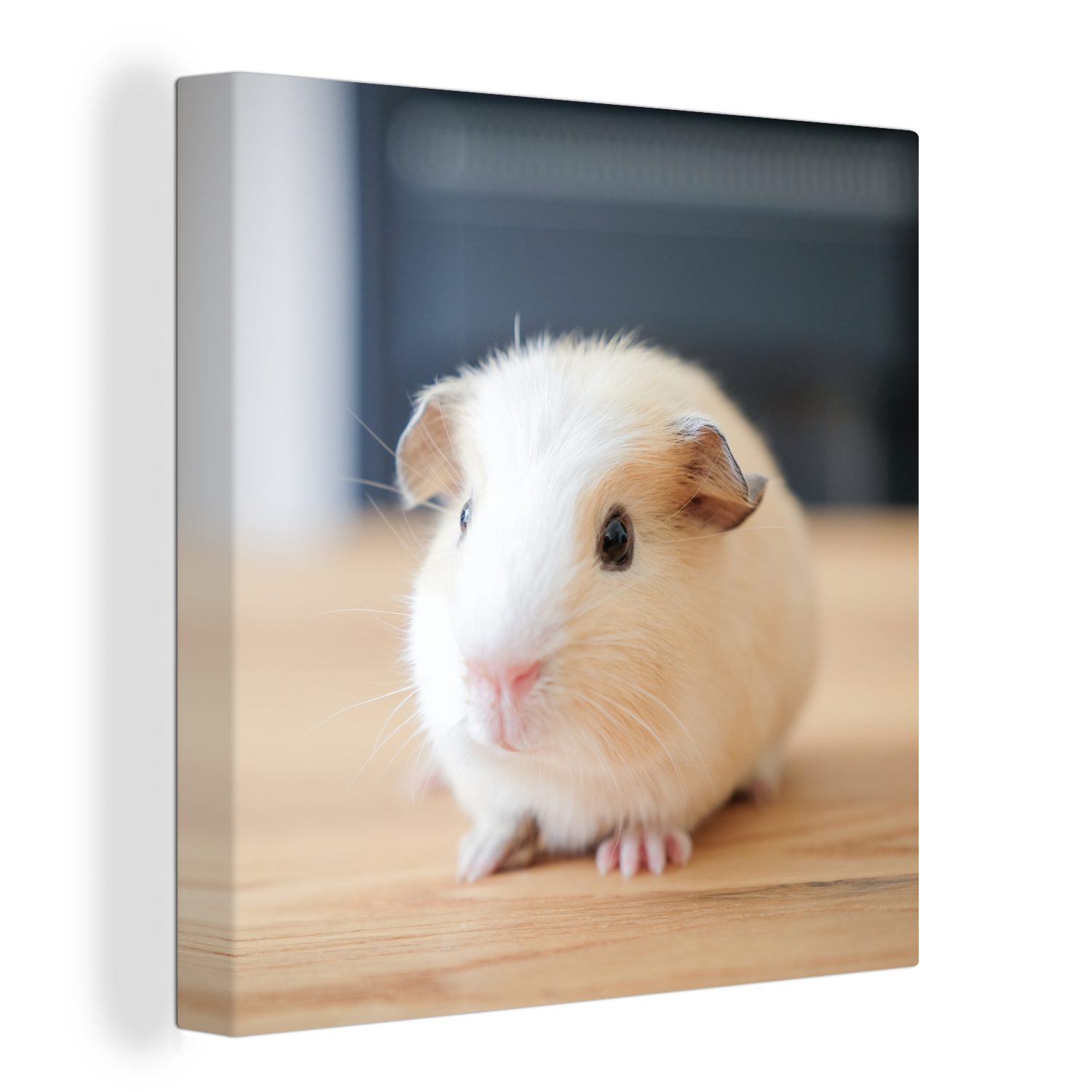 OneMillionCanvasses® Leinwandbild Niedliches Baby-Meerschweinchen, (1 St), Leinwand Bilder für Wohnzimmer Schlafzimmer