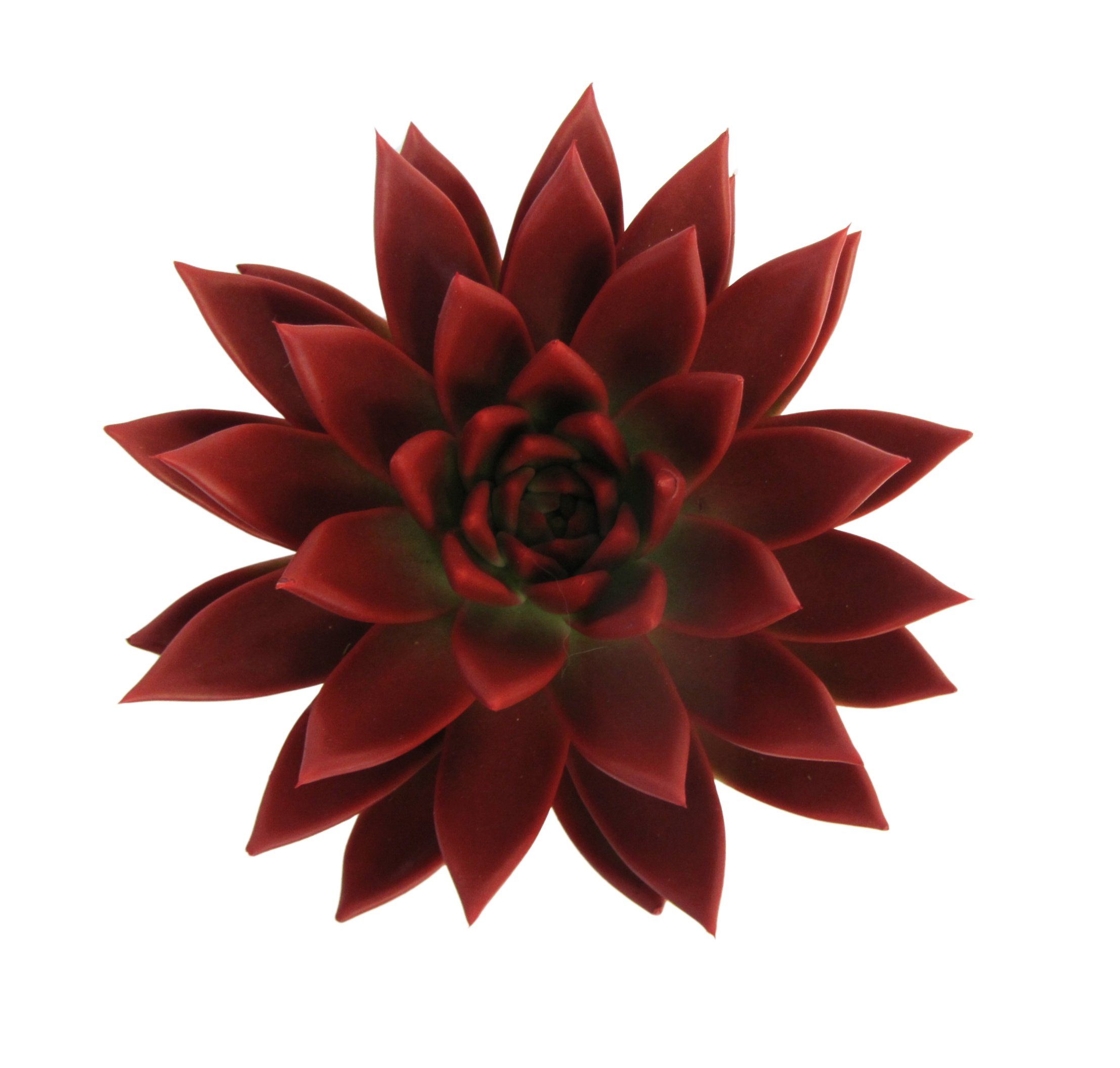 Künstliche Zimmerpflanze Zimmerpflanze Echeveria Miranda rot XL, meinvipshop | Kunstpflanzen