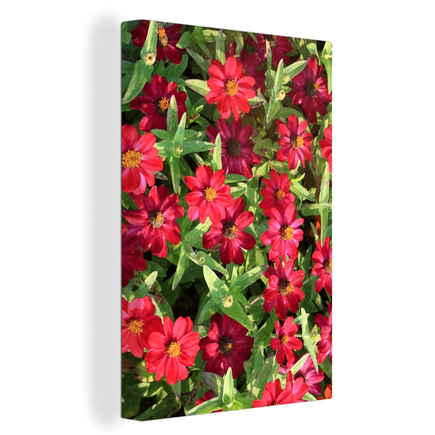 OneMillionCanvasses® Leinwandbild Rote Zinnienblüten an einem sonnigen Tag, (1 St), Leinwandbild fertig bespannt inkl. Zackenaufhänger, Gemälde, 20x30 cm
