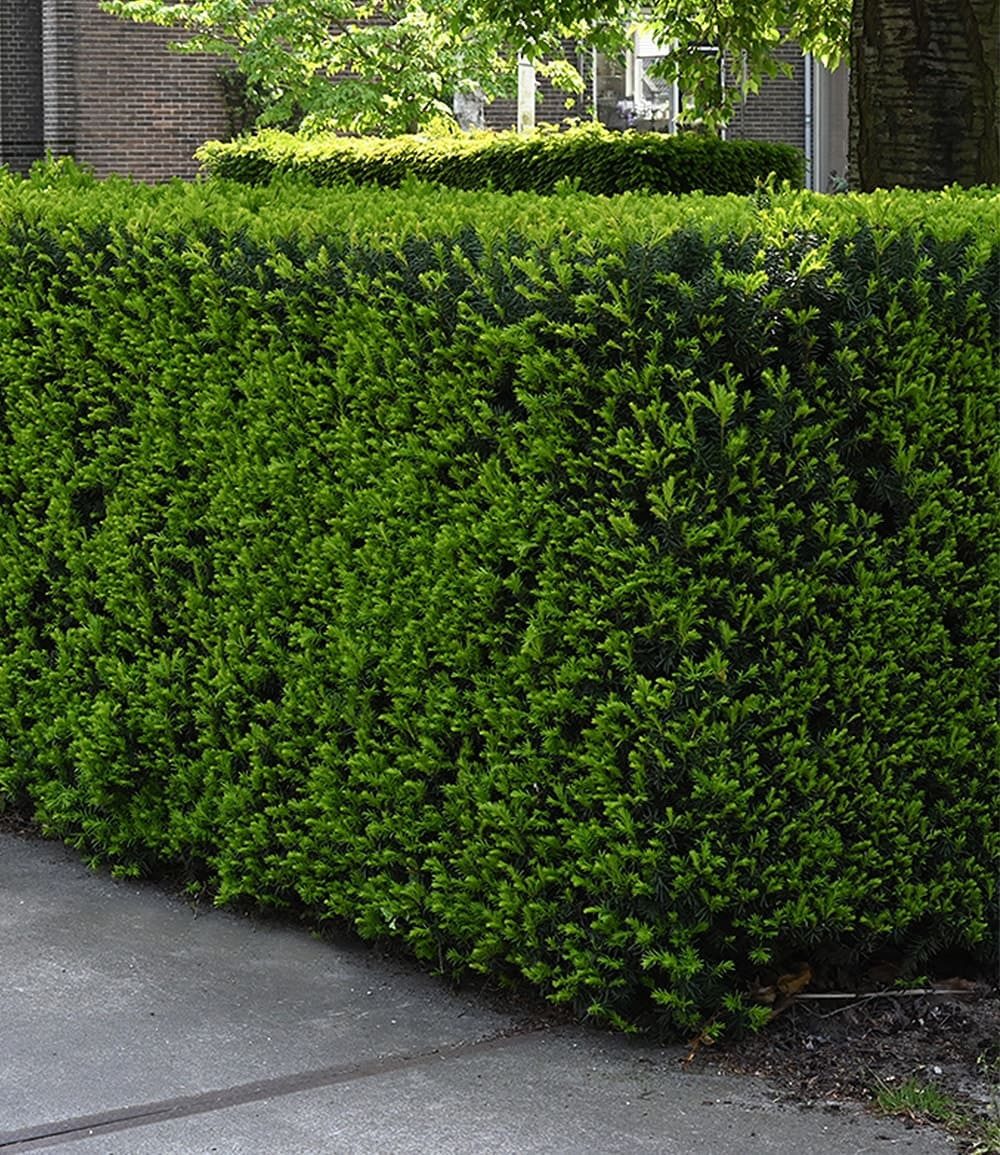 BALDUR Garten Hecken Taxus Eiben-Hecke, 1 St., Gemeine Eibe, immergrün, winterhart, mehrjährig, pflegeleicht