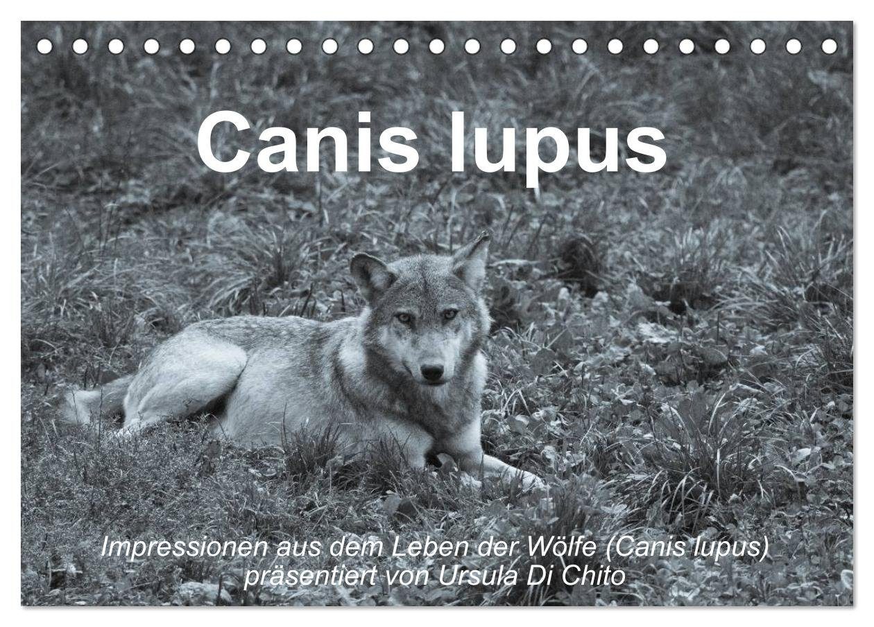 CALVENDO Wandkalender Canis lupus (Tischkalender 2025 DIN A5 quer), CALVENDO Monatskalender