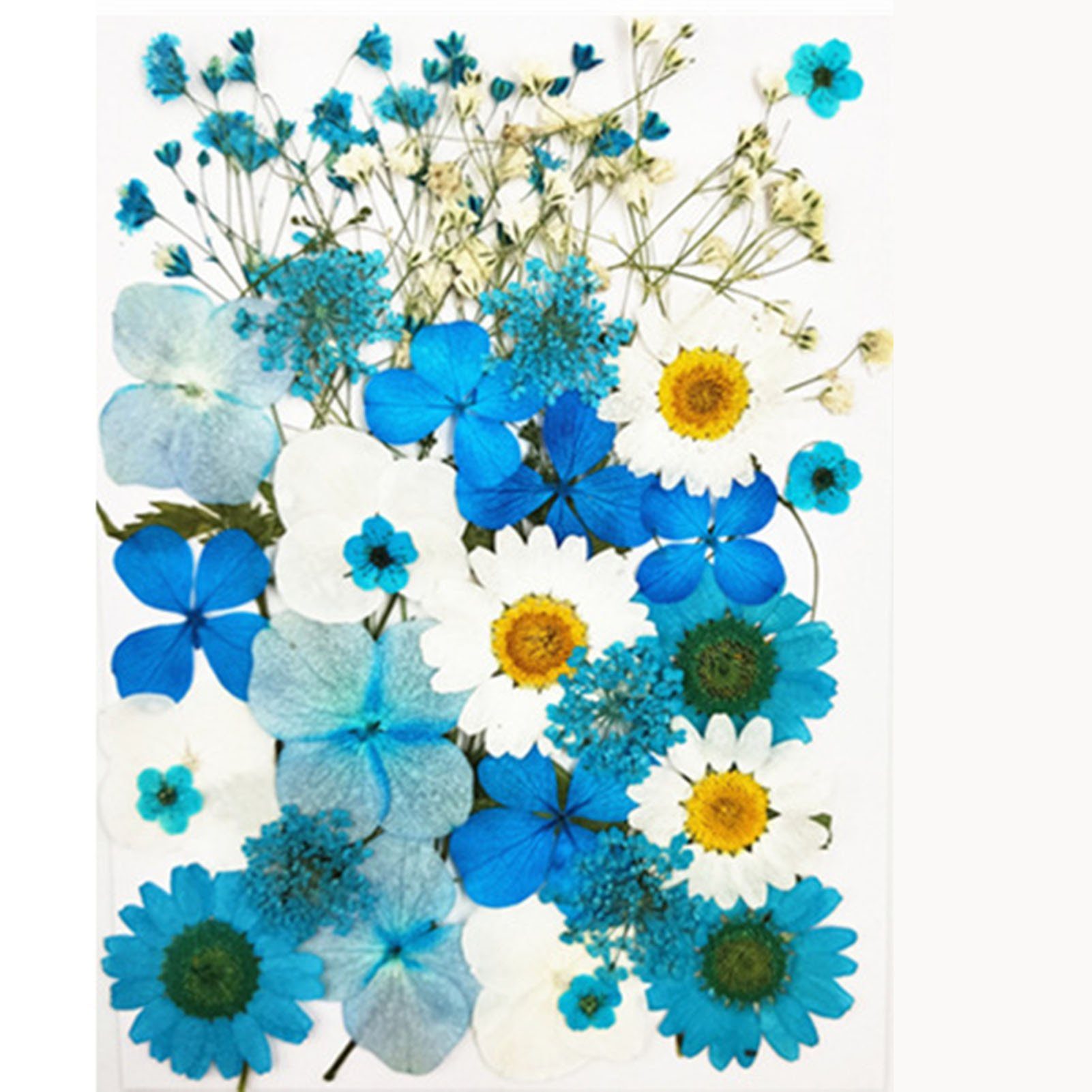 blueD DIY Blusmart, Blumen, Trockenblumen-Material-Set, Pflanzen, Modische Gepresste Trockenblume Trockenblume