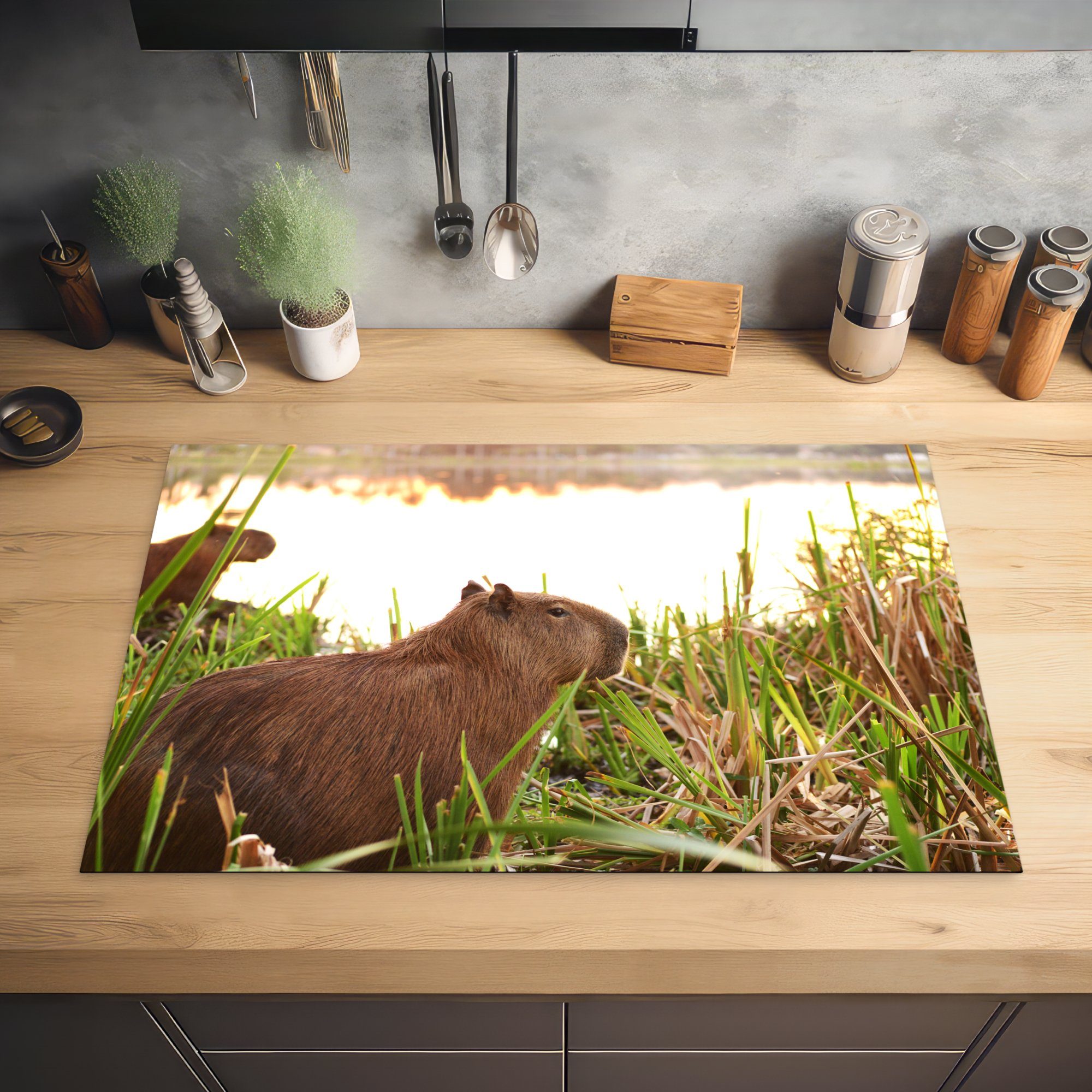 MuchoWow Herdblende-/Abdeckplatte Ein Capybara 81x52 küche, tlg), dem zwischen Schutz Induktionskochfeld Ceranfeldabdeckung die hohen Vinyl, (1 für cm, Schilf