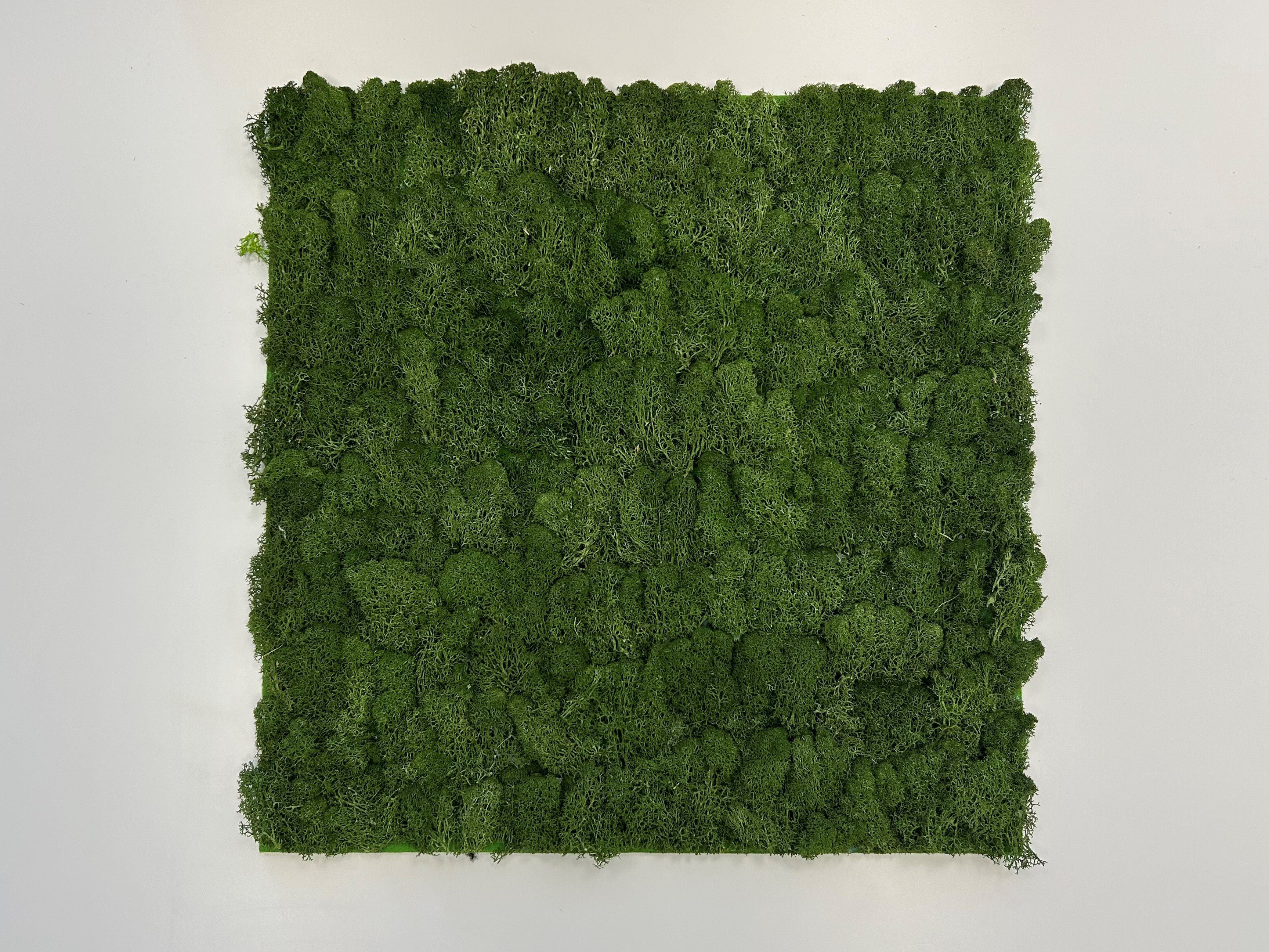 JANGAL Wandpaneel Wandpaneel Jangal Modular Wall 11103 Dark Green Moos 52 x 52 cm