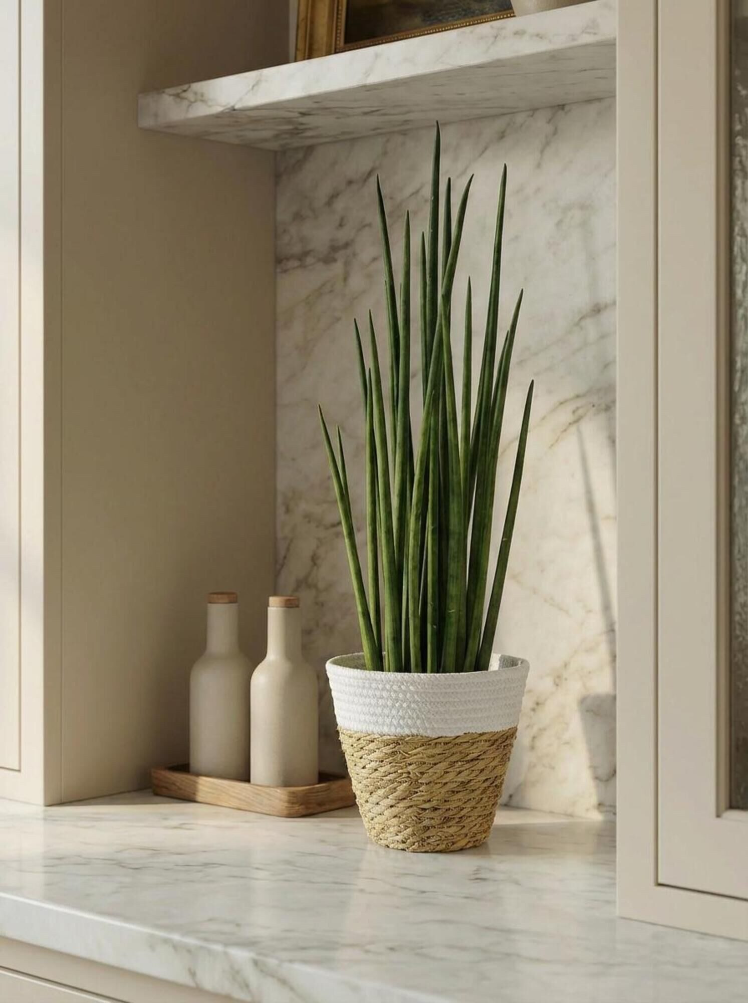 Fleurop Zimmerpflanze Sansevieria