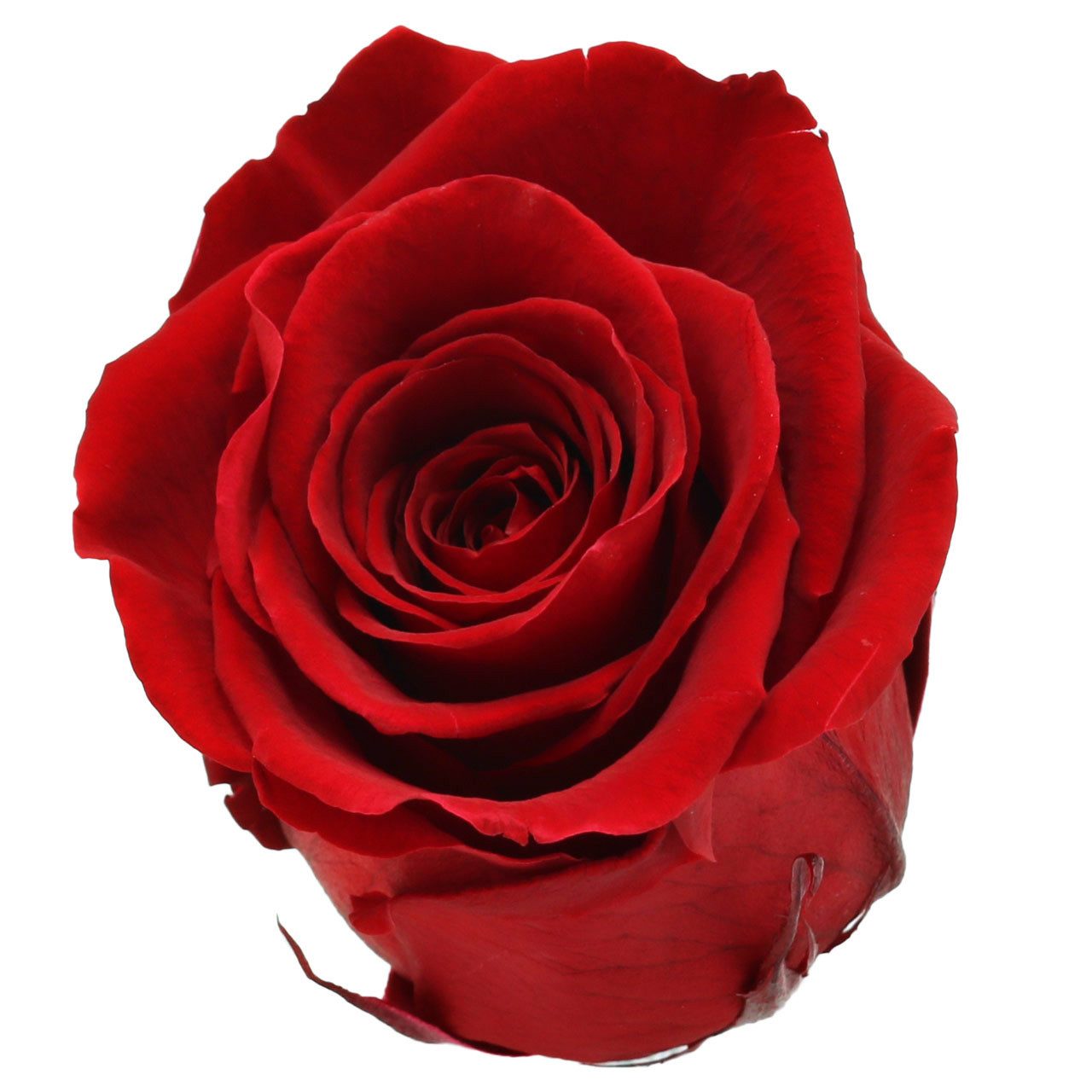 Kunstblume Ewige Infinity Rosen - Groß Ø5,5-6cm - Konservierte Blumen in Rot -