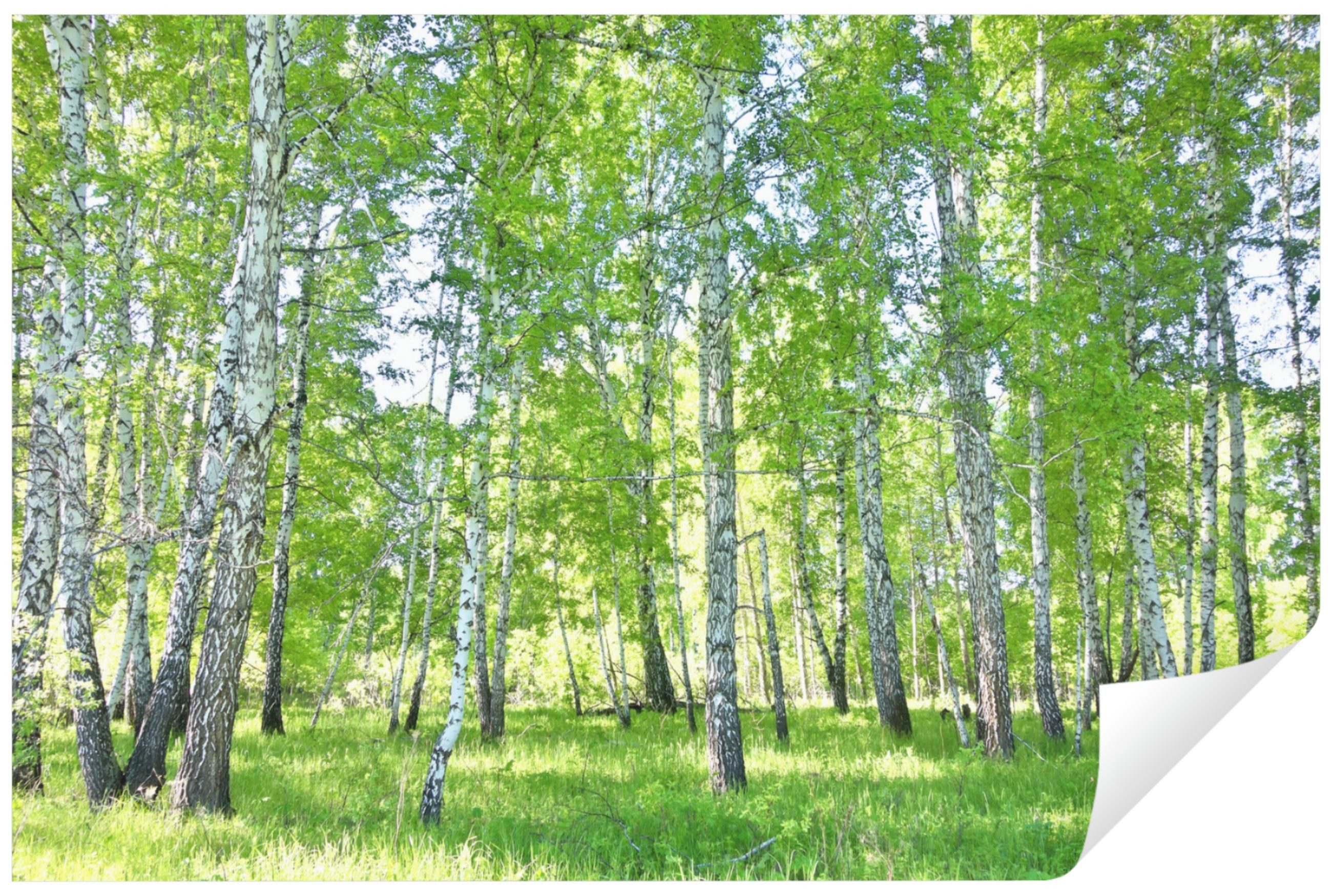 Wallarena Fototapete Wald Birkenwald Birken Sonne günstig online kaufen