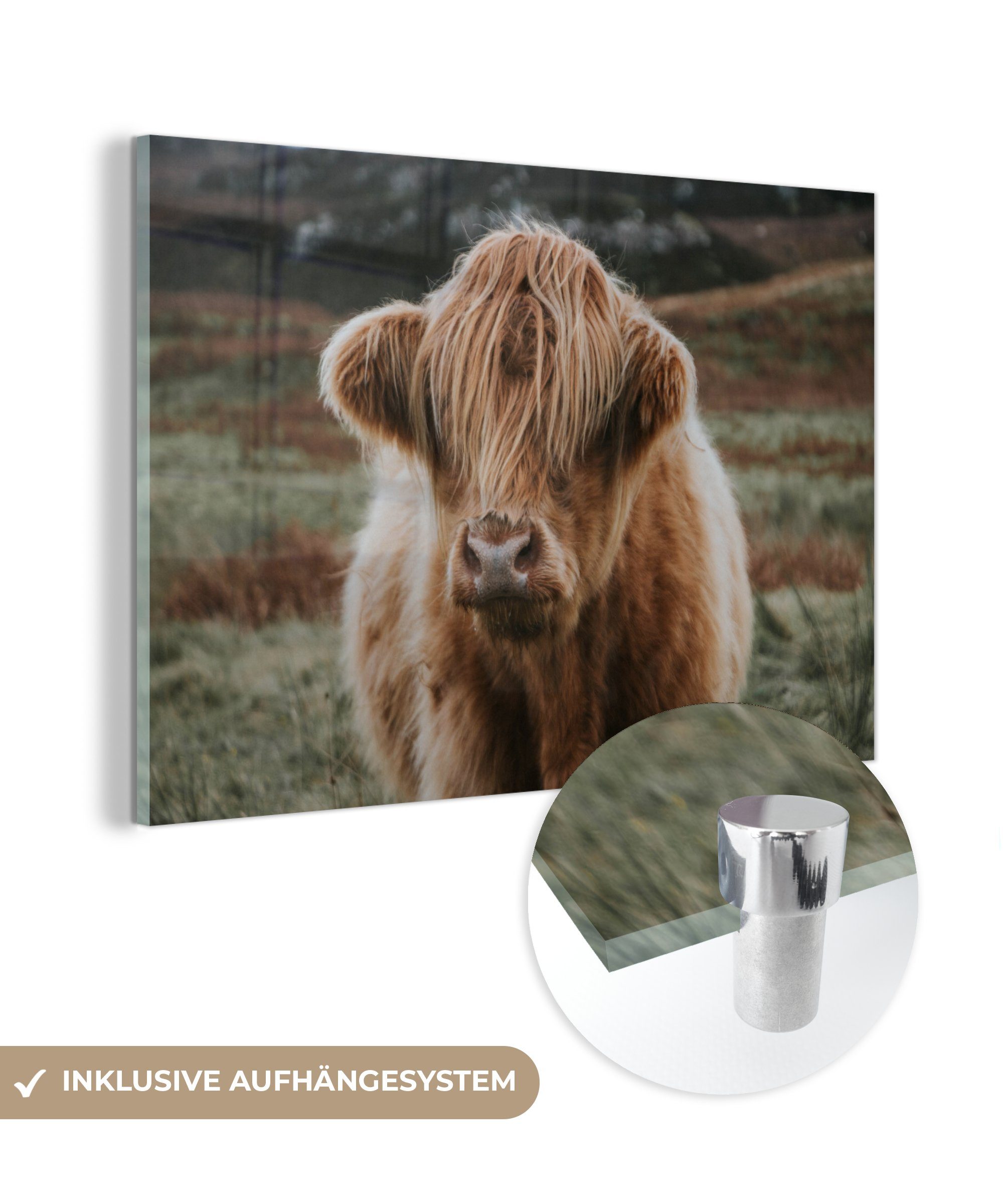 MuchoWow Acrylglasbild Kuh - Haare - Tiere, (1 St), Acrylglasbilder Wohnzimmer & Schlafzimmer