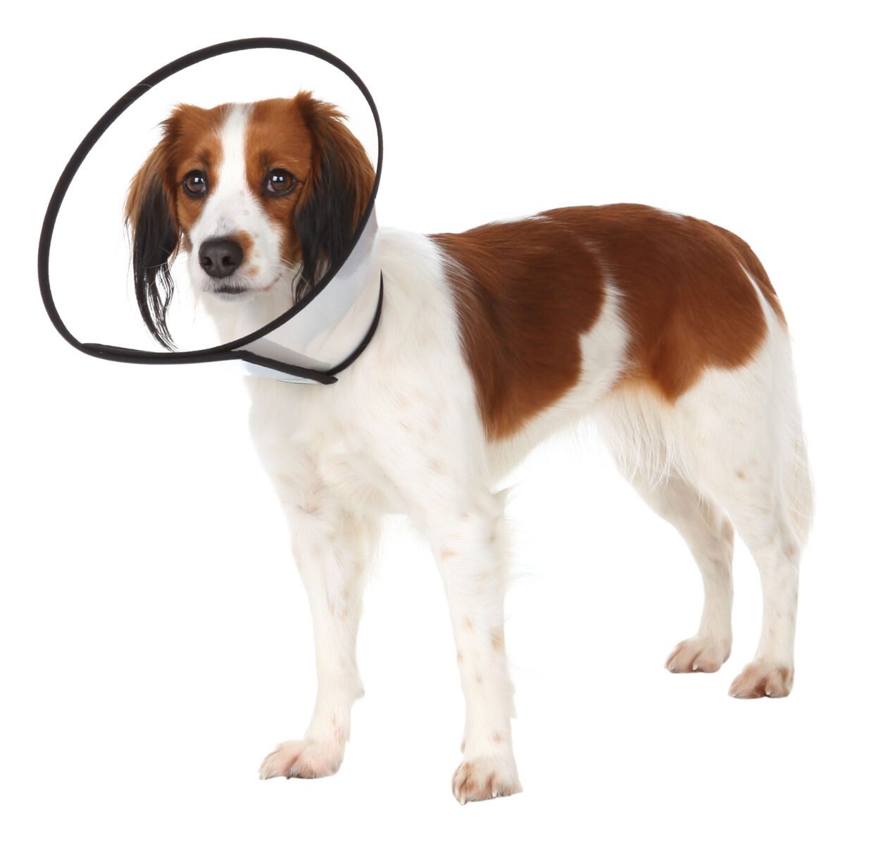 TRIXIE Schutzkragen Schutzkragen mit Klettverschluss - diverse - 30–37 cm/14 cm