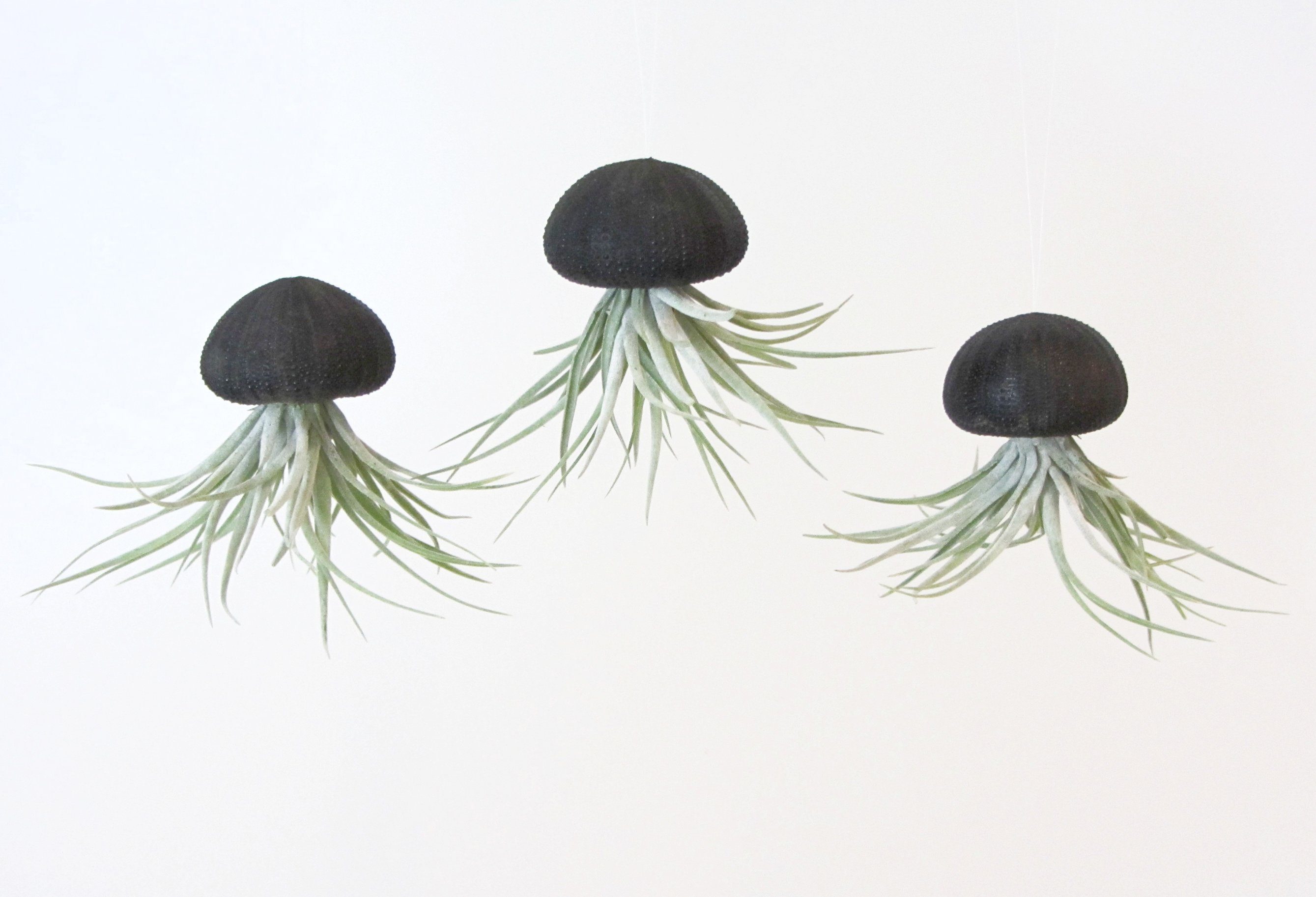 Hängedekoration 3er Set Seeigelgehäuse Urchin schwarz mit Tillandsie Kammi
