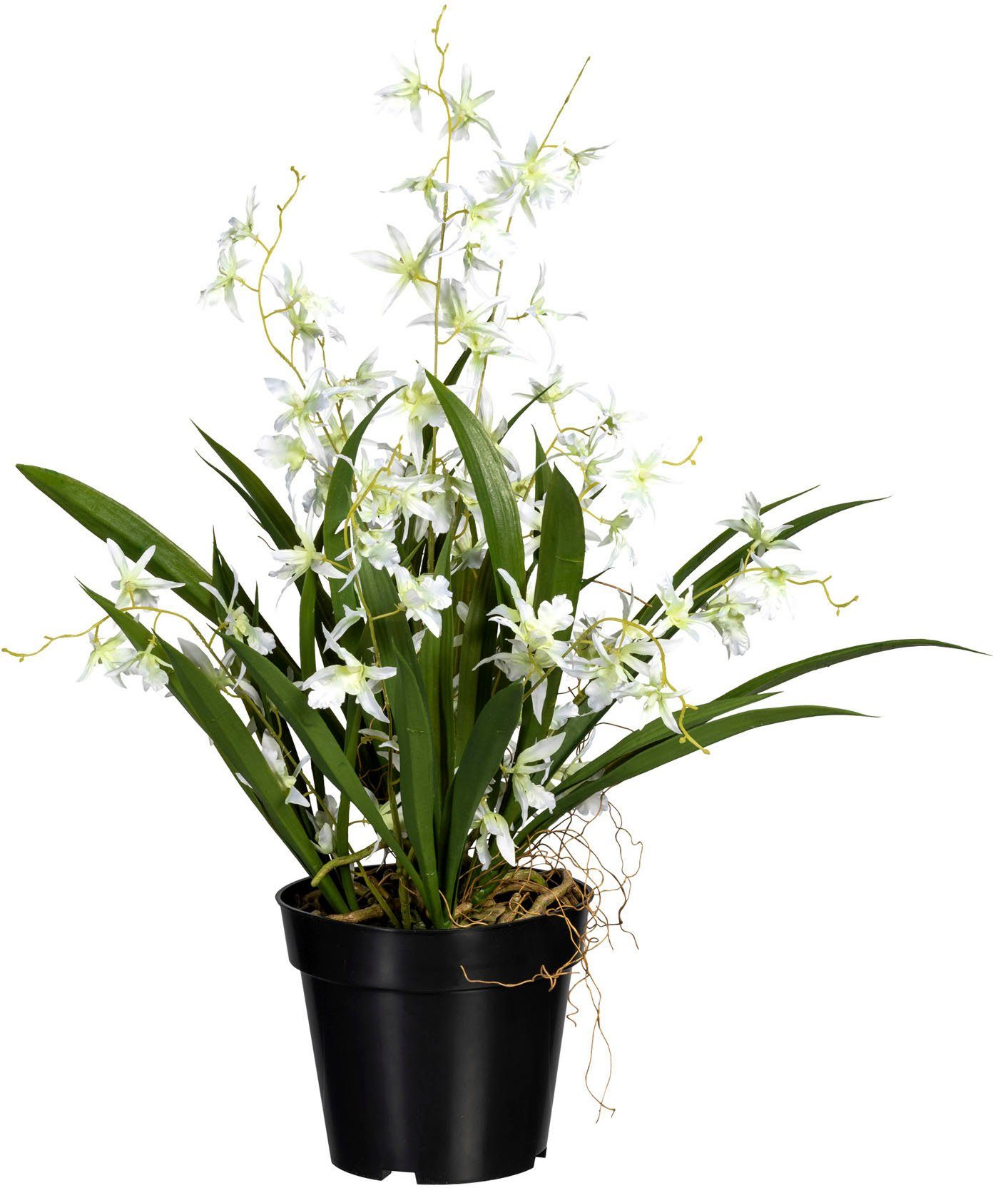 Oncidie Orchidee Dancing green, Höhe weiß/grün Queen cm 60 Creativ Kunstorchidee Oncidie,