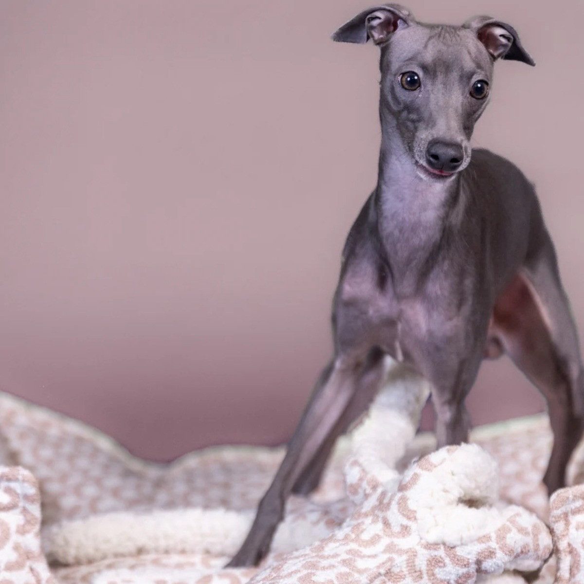 PAIKKA Tierbett Hundebett Treasure rosa