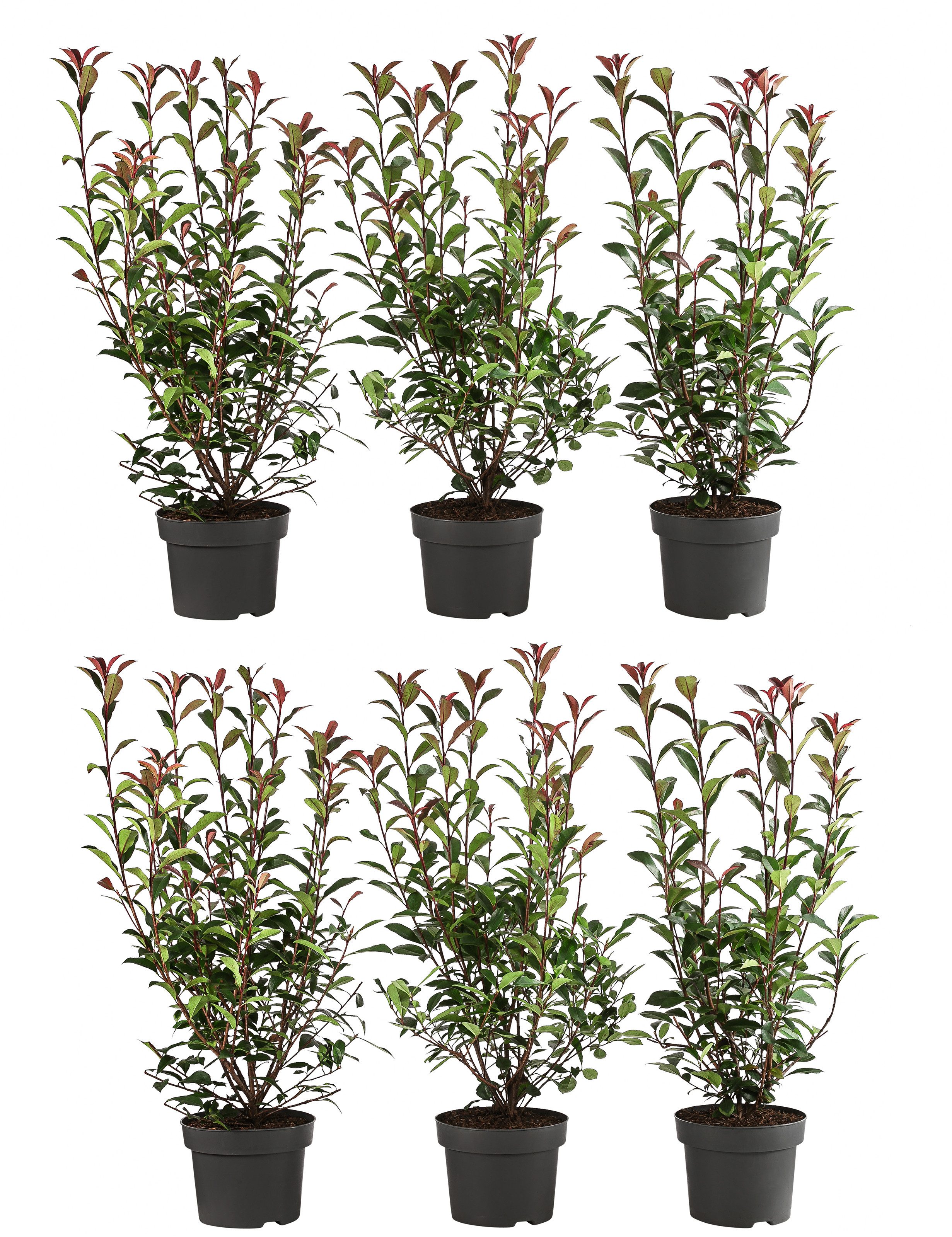 Dehner Hecken Purpur-Glanzmispel Carre Rouge, 6 Растения, ca. 2 m, 40 - 60 cm, bienenfreundlich, glänzendes Blattwerk