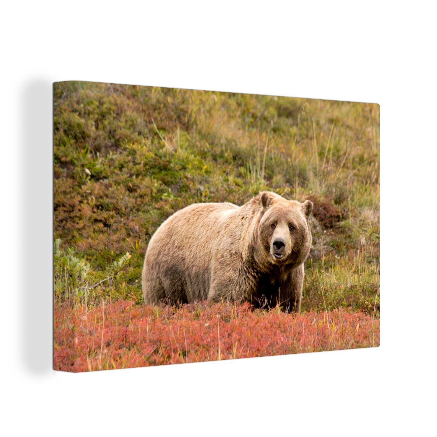 OneMillionCanvasses® Leinwandbild Bär - Heidekraut - Grizzly, (1 St), Wandbild Leinwandbilder, Aufhängefertig, Wanddeko, 30x20 cm