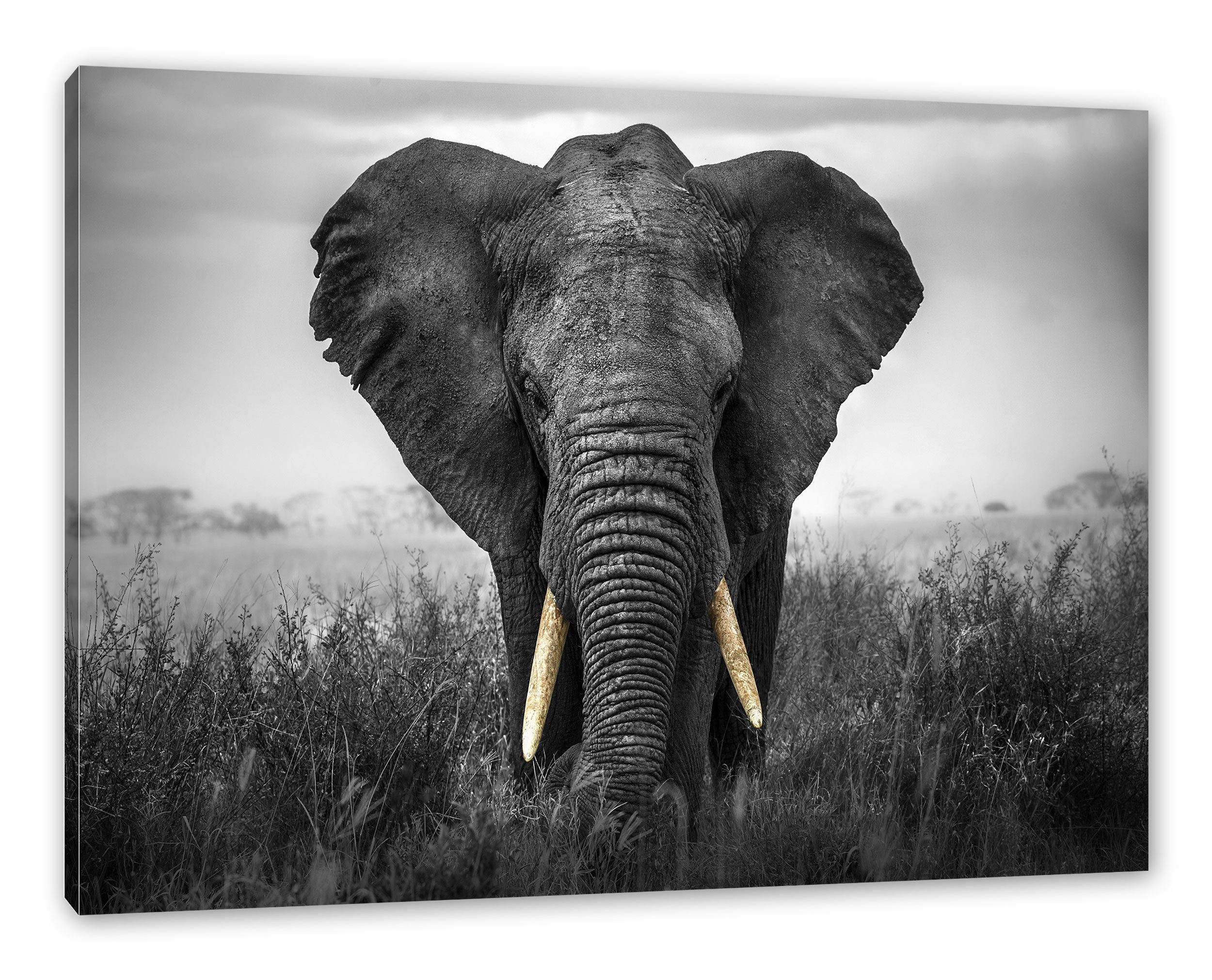 Pixxprint Leinwandbild prachtvoller Elefant, prachtvoller Elefant günstig online kaufen
