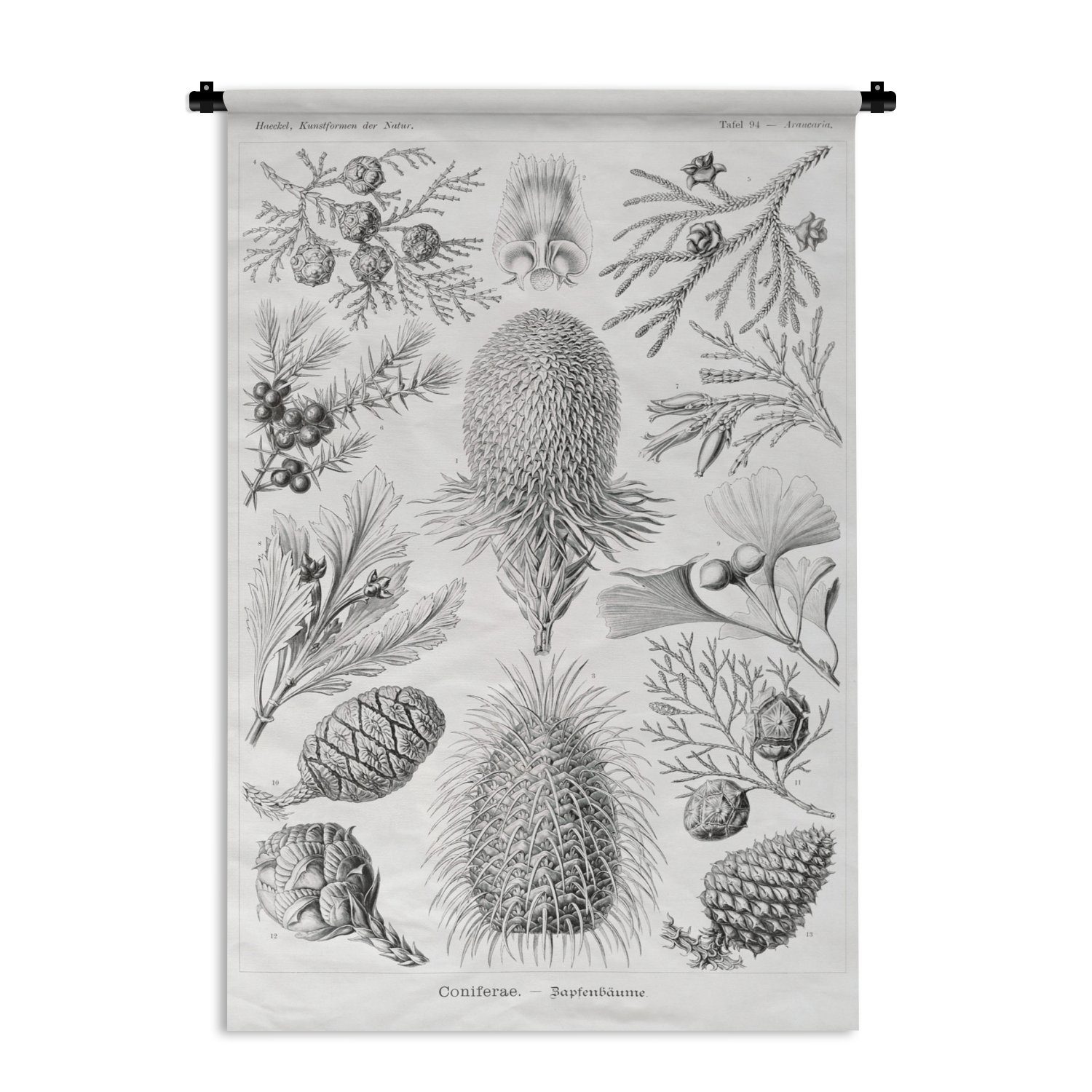 MuchoWow Wanddekoobjekt Koniferen - Ernst Haeckel - Kunst - Retro - Illustration - Natur, Wanddeko für Wohnzimmer, Schlafzimmer, Kleid, Wandbehang, Kinderzimmer