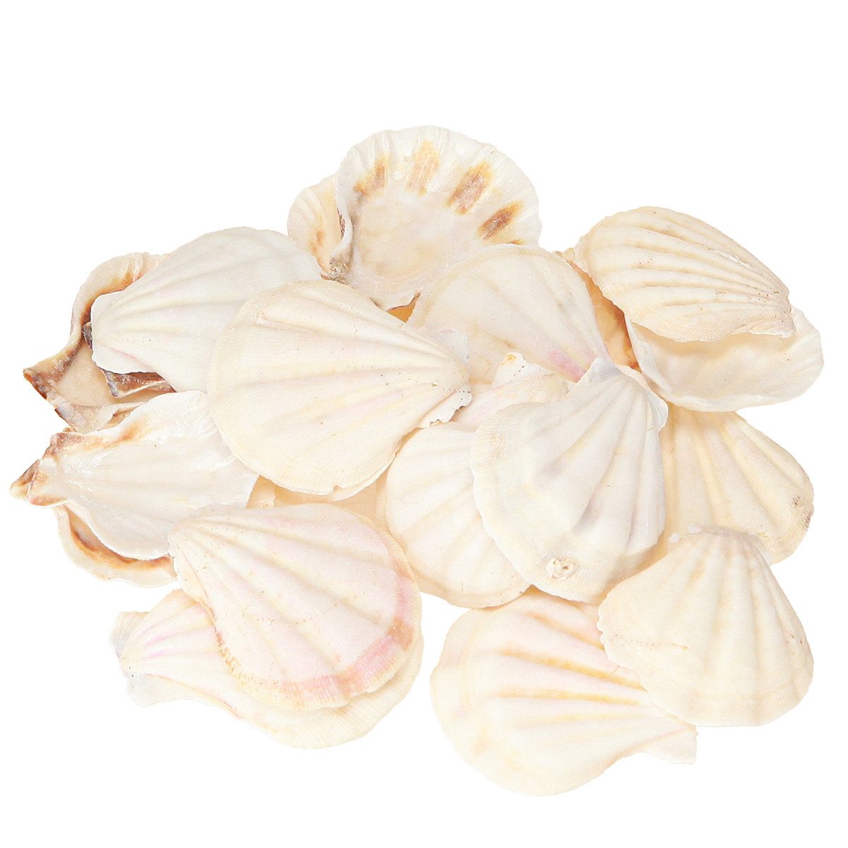 Posiwio Bastelnaturmaterial Maritime Jakobsmuschel Deko für Basteln und Tischdekoration