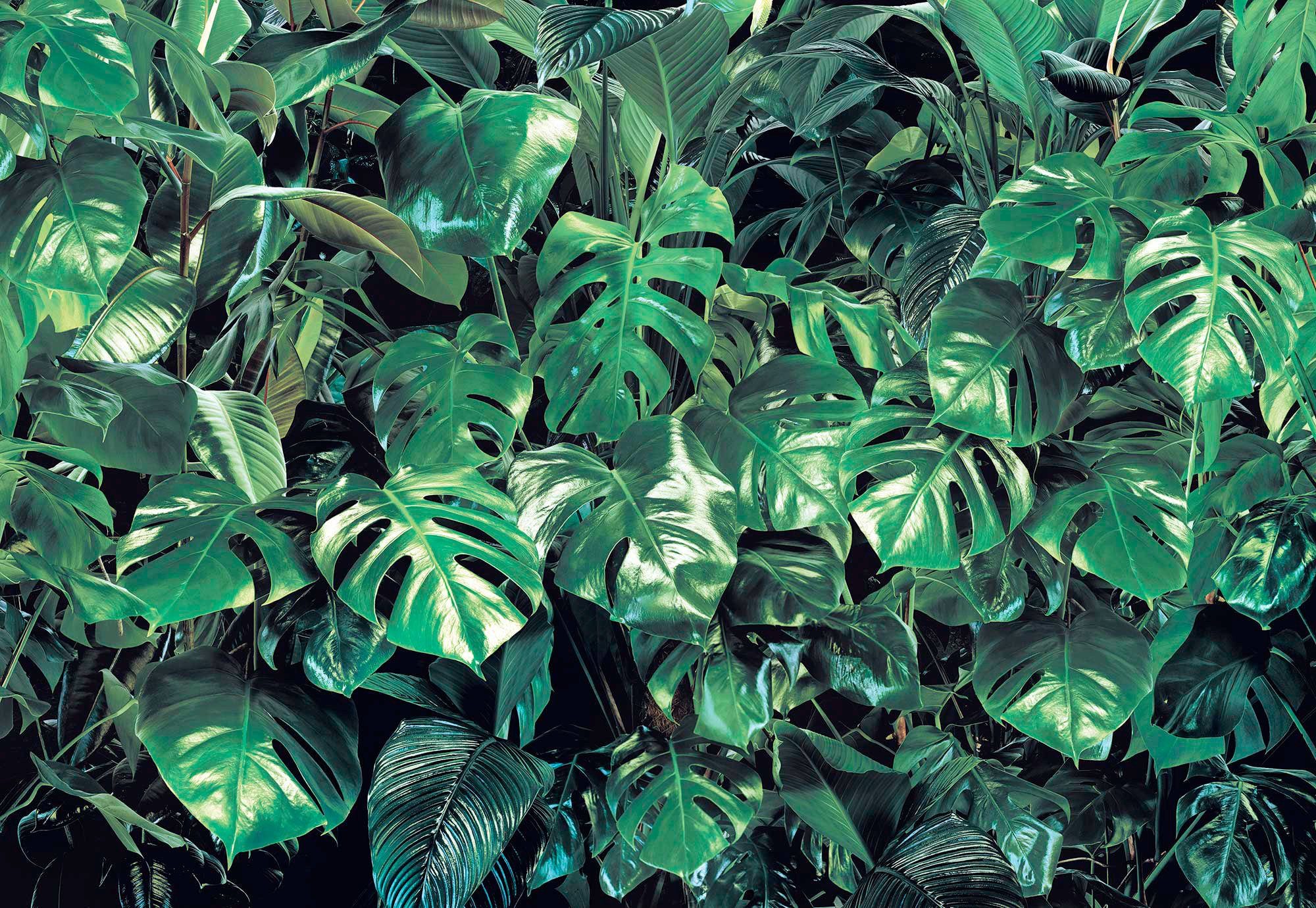 Komar Fototapete Verdure - Размер 368 x 254 cm, glatt, bedruckt, Wohnzimmer, Schlafzimmer