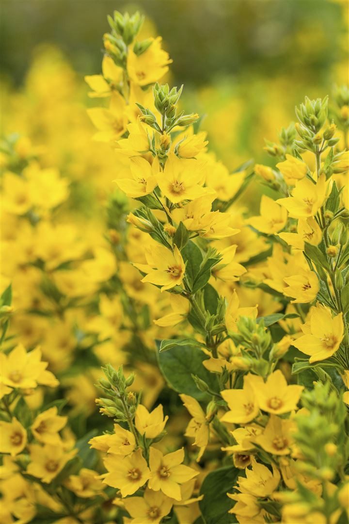 Pflanzen für Dich Staude Lysimachia punctata, 1 St., Goldfelberich, Punktierter Gilbweiderich, Punktierter Felberich