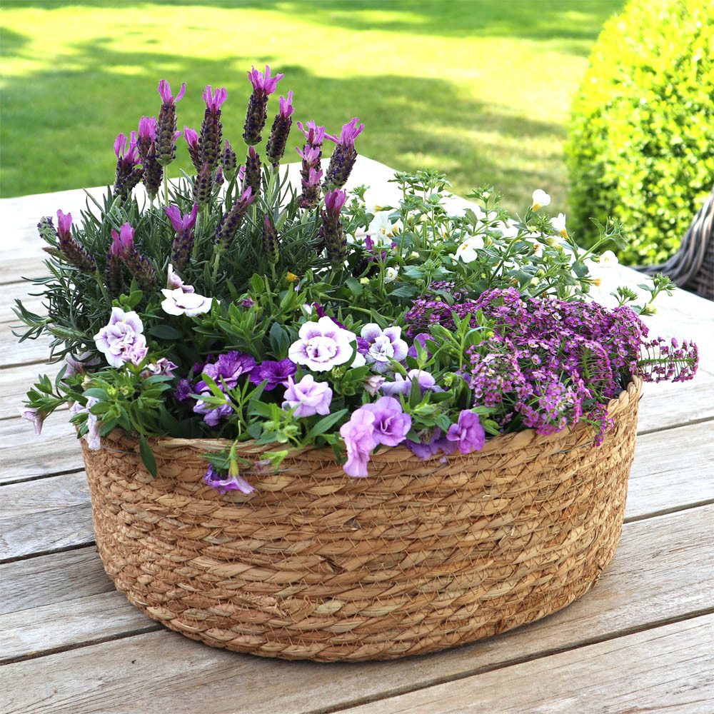 Grafelstein Blumentopf Pflanzschale SEASON braun D40cm günstig online kaufen