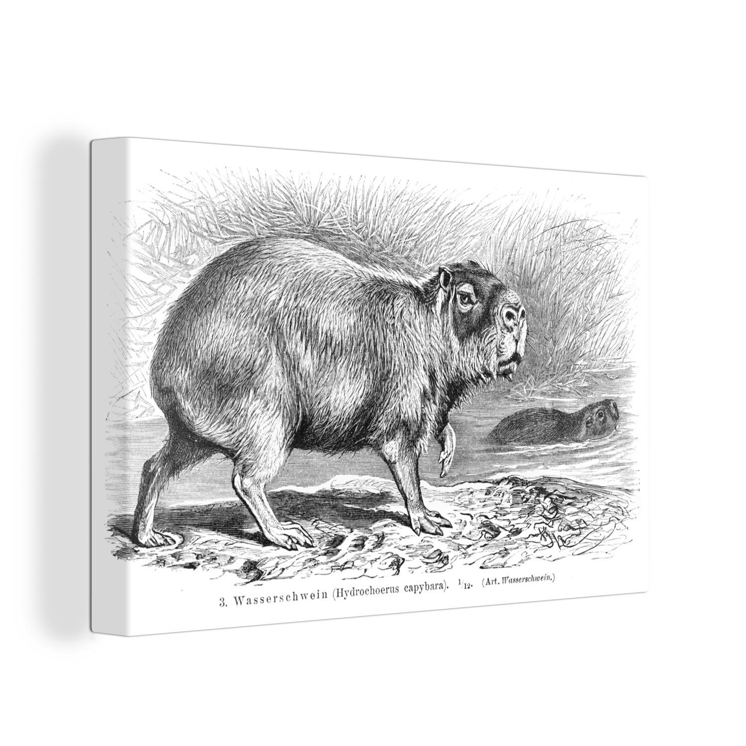 OneMillionCanvasses® Leinwandbild Eine Illustration eines Wasserschweins in Schwarz-Weiß, (1 St), Wandbild Leinwandbilder, Aufhängefertig, Wanddeko, 30x20 cm