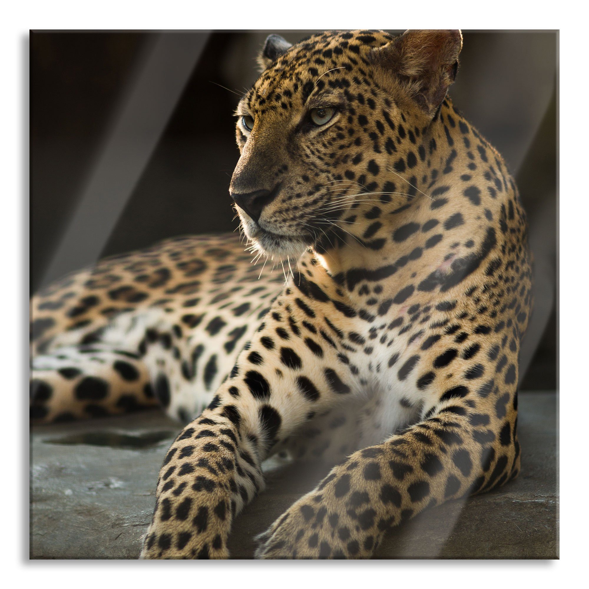 Pixxprint Glasbild Majestätischer Majestätischer (1 Leopard Abstandshalter Echtglas, Glasbild inkl. und St), Leopard, aus Aufhängungen