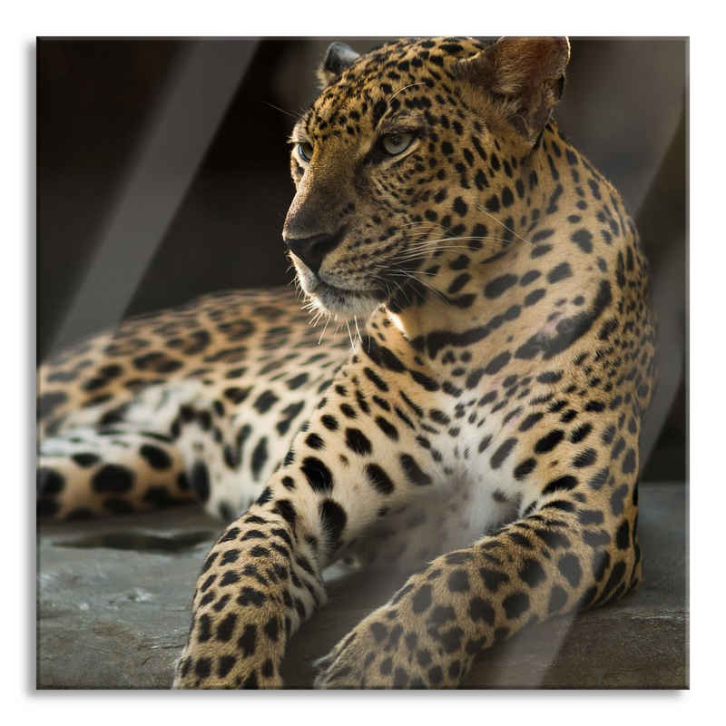 Pixxprint Glasbild Majestätischer Leopard, Majestätischer Leopard (1 St), Glasbild aus Echtglas, inkl. Aufhängungen und Abstandshalter