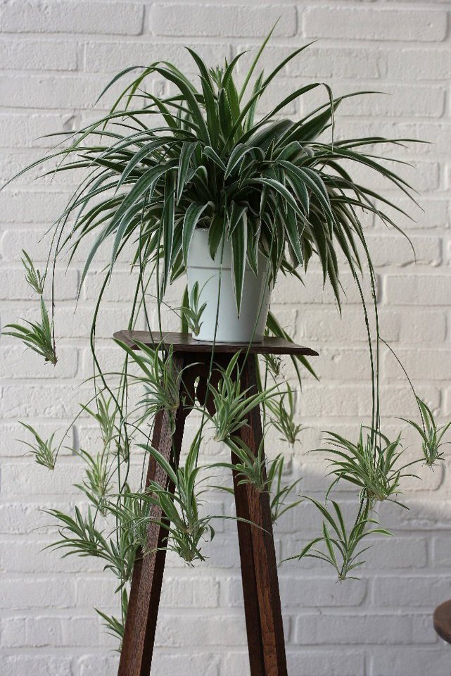 Dominik Zimmerpflanze »Grünlilien«, Höhe: 15 cm, 2 Pflanzen-HomeTrends