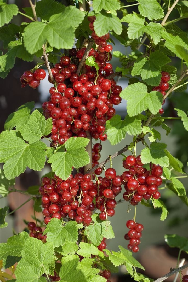 Thumbnail - Pflanzen für Dich Obstpflanze Ribes rubrum Jonkheer van Tets, 1 St., Rote Johannisbeere, Johannisbeerstrauch, frühreifen...
