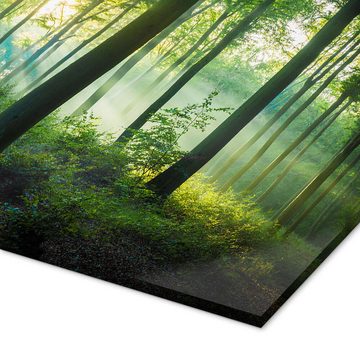 Posterlounge Acrylglasbild Martin Wasilewski, Licht im Wald, Badezimmer Maritim Fotografie