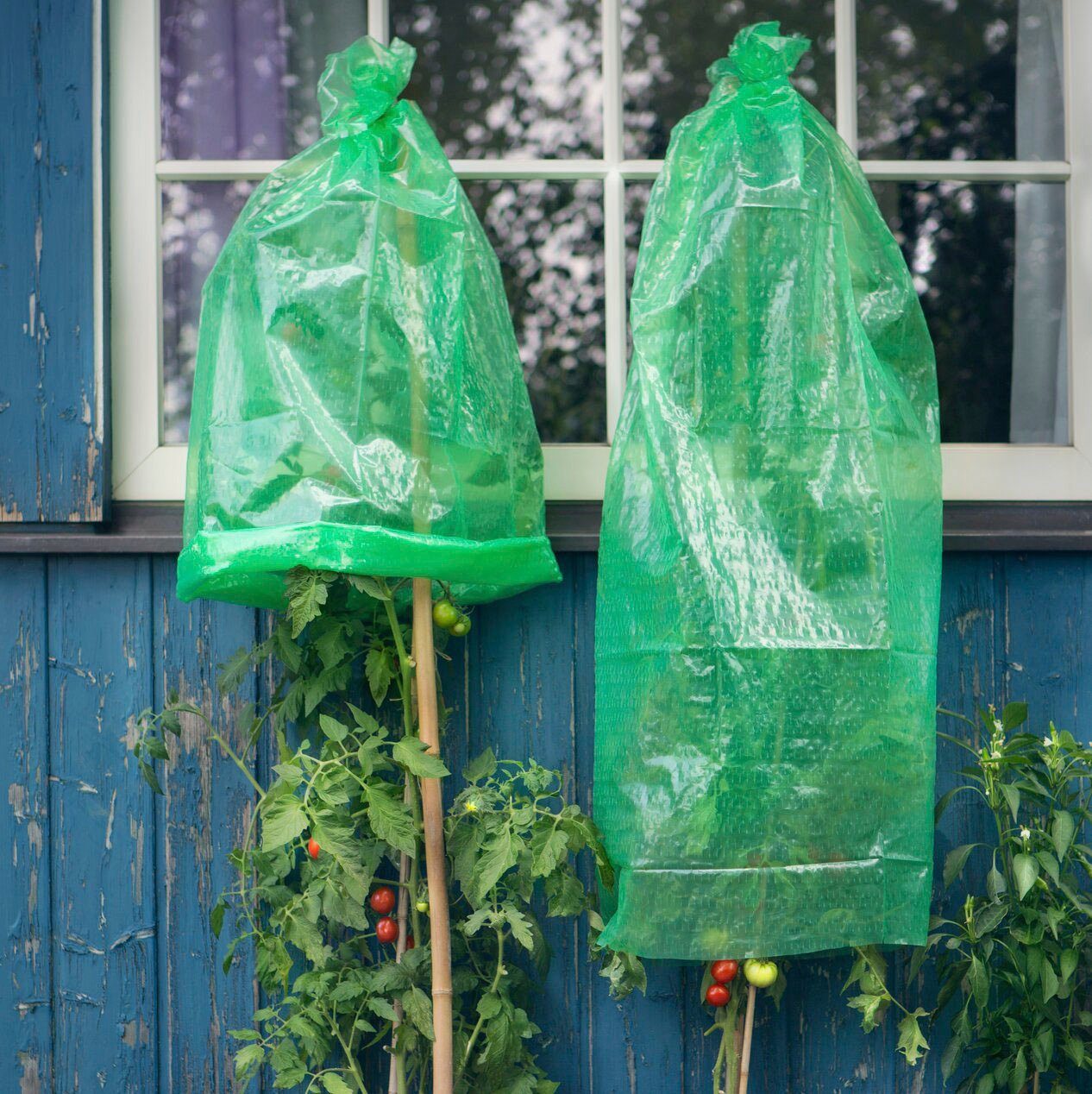Windhager Winterschutzhaube (Set, 5-St), Tomaten-Folienhaube, mitwachsend, 1,25 x 0,65 m