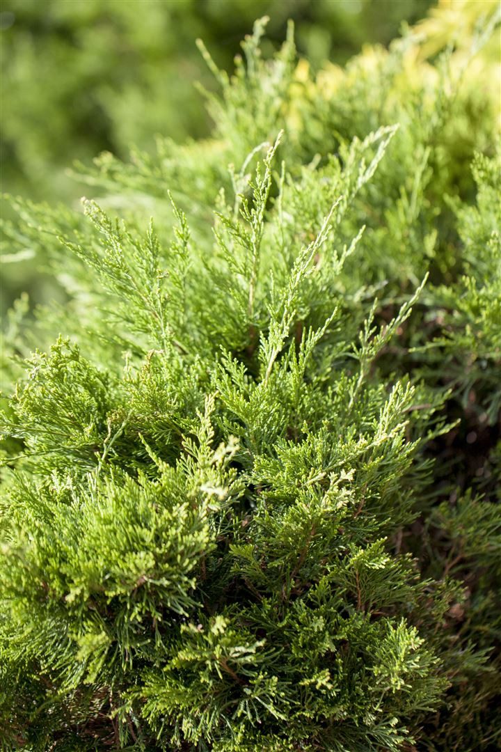 Pflanzen für Dich Konifere Juniperus pfitzeriana Mint Julep, 1 St., Chinesischer Wacholder, Pfitzer-Wacholder, dichtwachsend, minzgrün