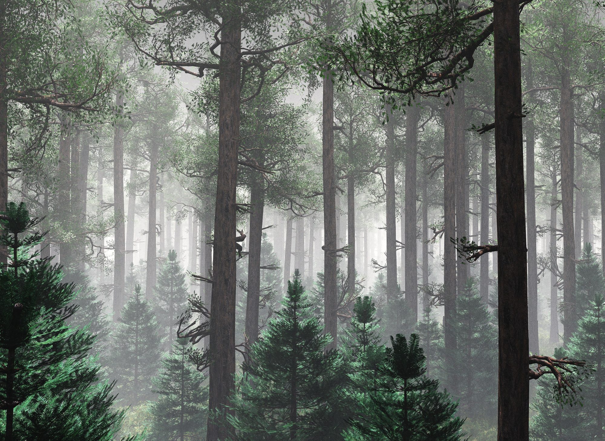 A.S. Création Vliestapete Fototapete Nadelwald mit Nebel Grün Grau, strukturiert, matt, (1 St)
