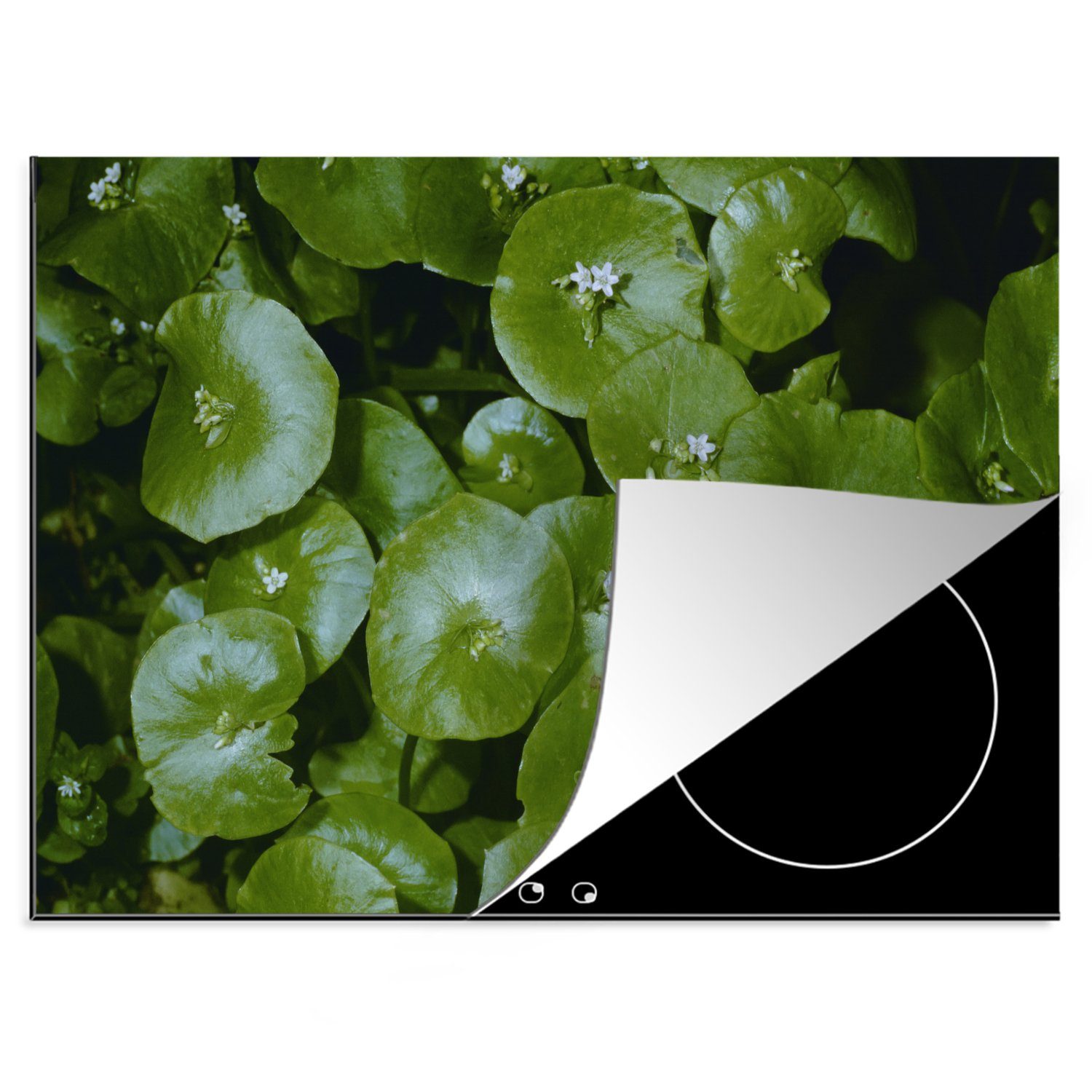 MuchoWow Herdblende-/Abdeckplatte Abendfoto des dunkelgrünen Winterportulaks, Vinyl, (1 tlg), 70x52 cm, Mobile Arbeitsfläche nutzbar, Ceranfeldabdeckung