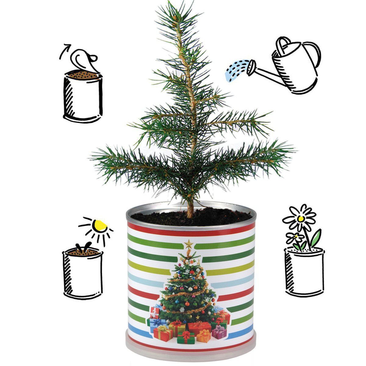 Fichten St) 4er Anzuchtdose in Anzuchttopf niedlicher Set gemischt MacFlowers® (4 Weihnachtsbaum