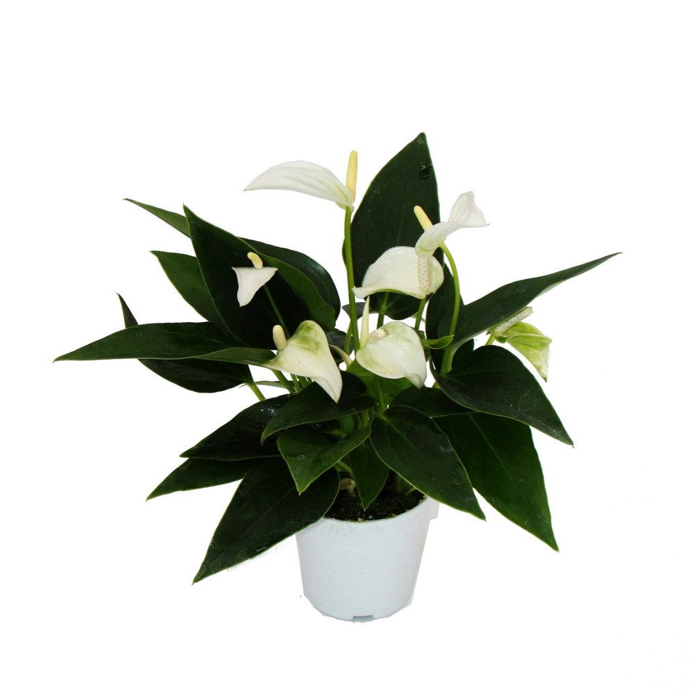 Exotenherz Zimmerpflanze Kleine Flamingoblume Anthurium andreanum Baby-Anthurie 7cm Topf