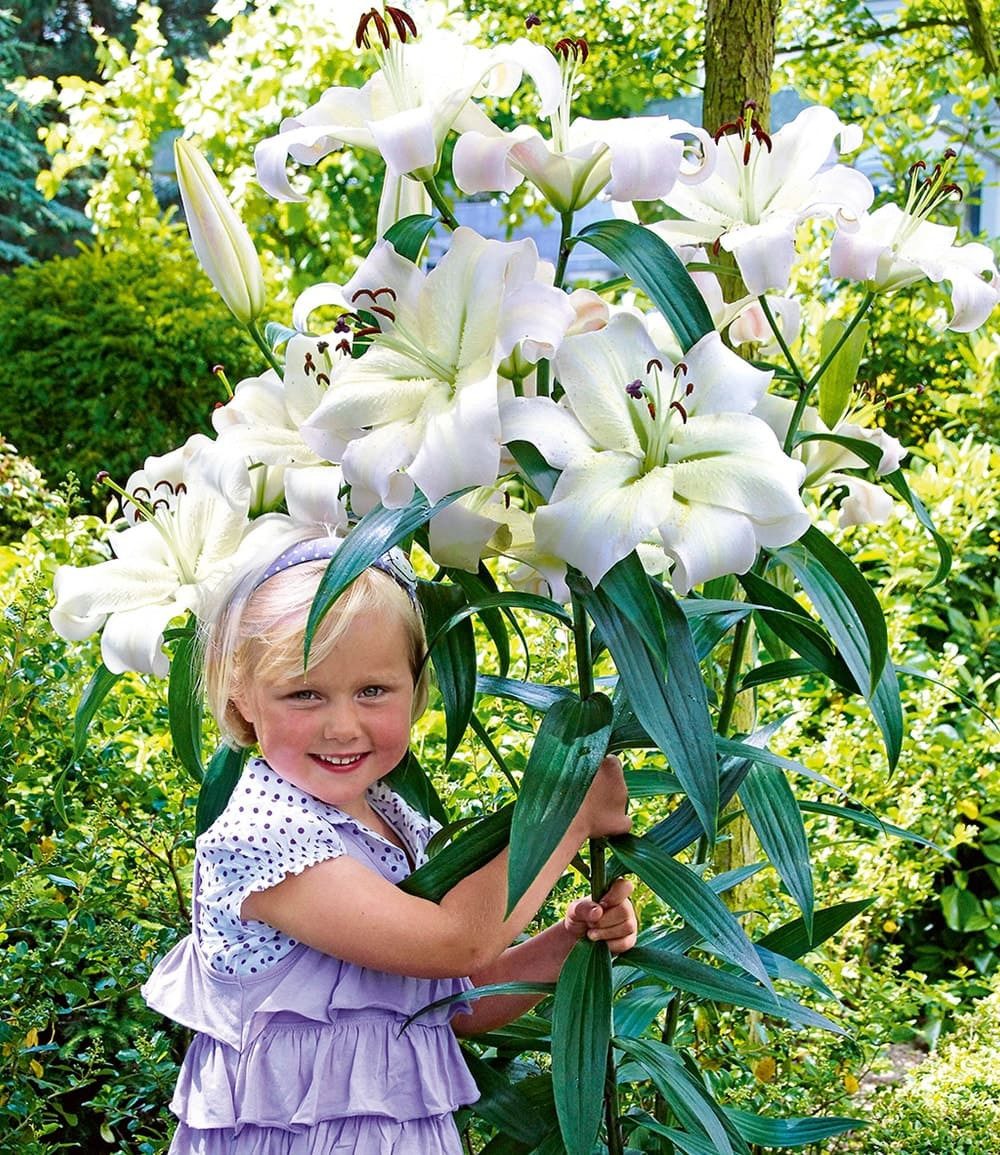 BALDUR Garten Blumenzwiebeln Tree-Lily® 'Pretty Woman', Liliengewächse, duftend, winterhart, mehrjährig, pflegeleicht