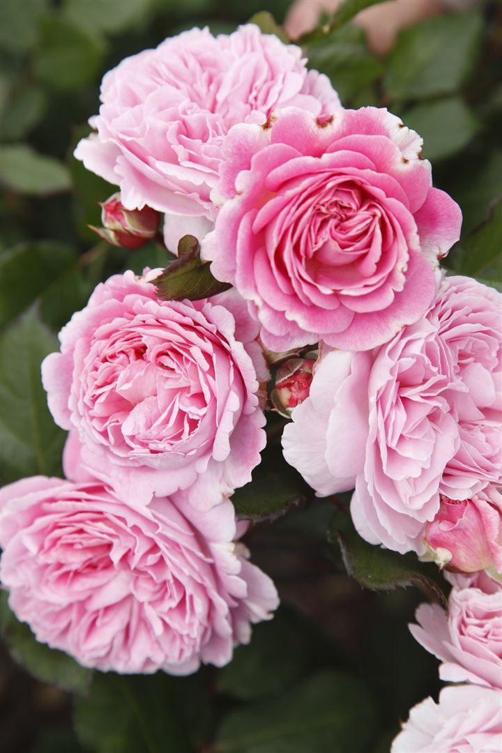 Pflanzen für Dich Rose Rosa Rosengräfin Marie Henriette