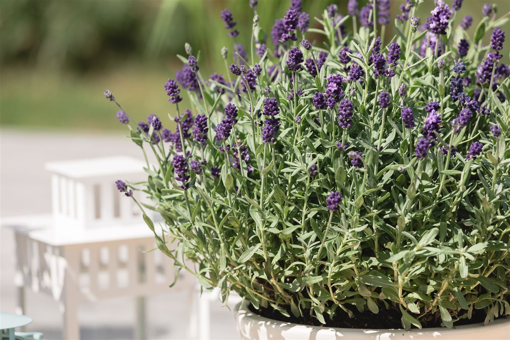 Pflanzen für Dich Staude Lavandula angustifolia 'Dwarf Blue', 1 St., Lavendel, Echter Lavendel, Schmalblättriger Lavendel