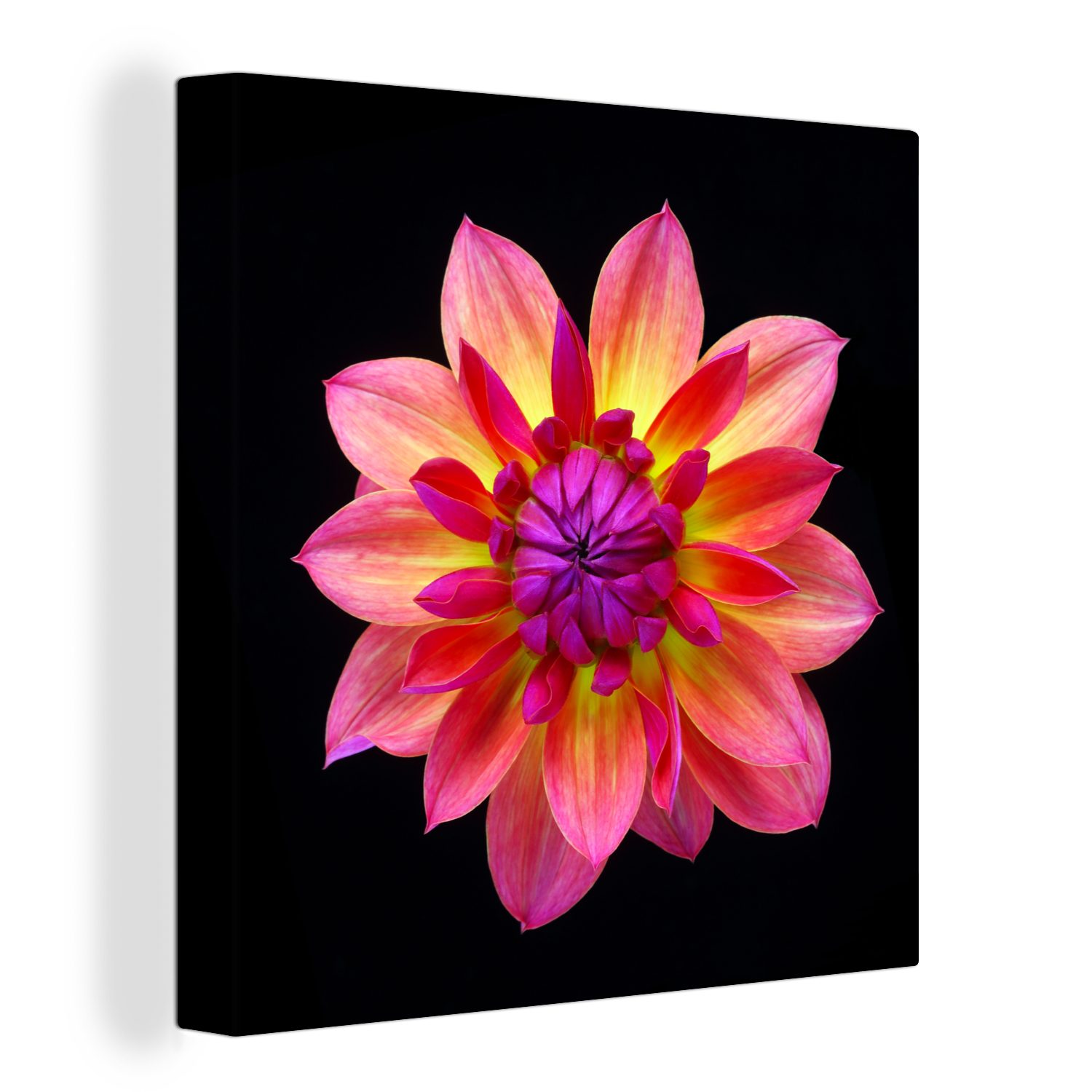 St), Dahlienblüte mehrfarbigen OneMillionCanvasses® Nahaufnahme schwarzem, der für auf Schlafzimmer Leinwandbild Eine Wohnzimmer Leinwand Bilder (1
