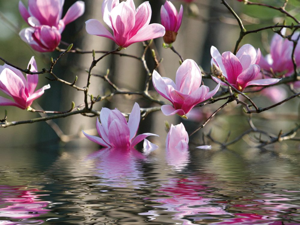 1art1 Poster Blumen Kunstdruck Bild - Magnolienblüten Spiegeln Sich Im