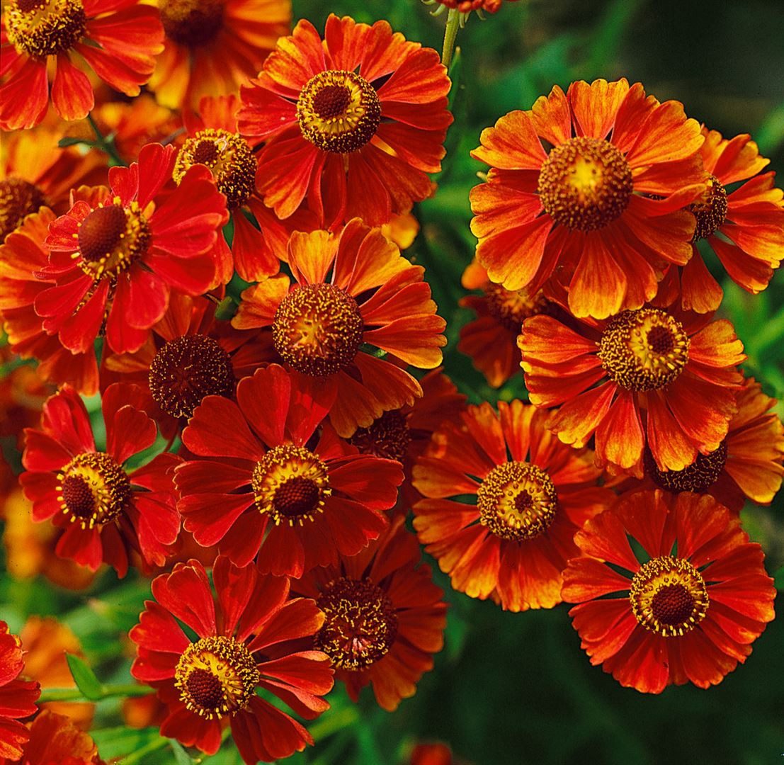 Pflanzen für Dich Staude Helenium cult. Flammendes Käthchen, 1 St., Sonnenbraut
