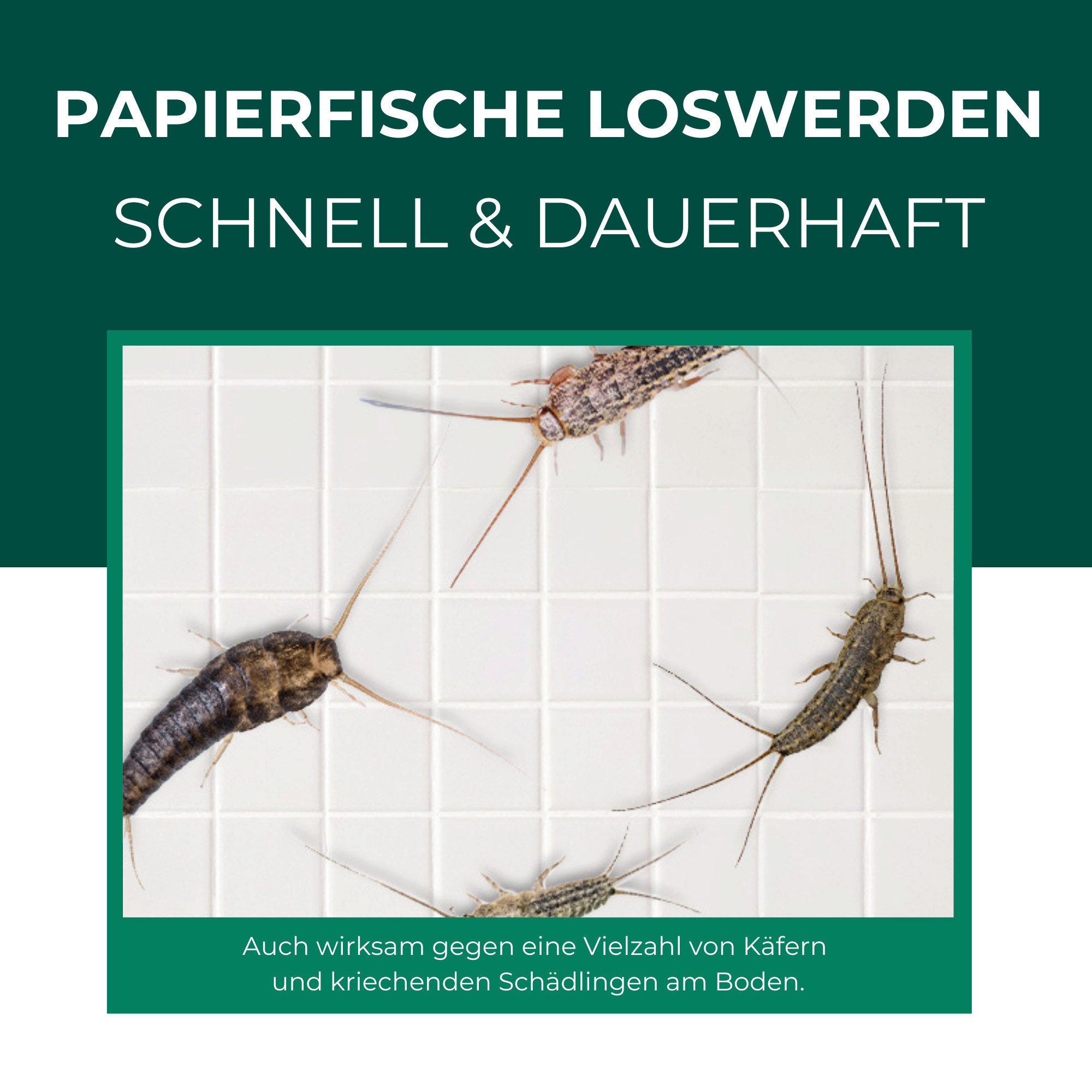 Silberkraft Insektenfalle Papierfischfalle – Universal-Klebefalle mit Lockstoff, Extrastarke Klebefläche, einfache Anwendung – Bild 4 von 5